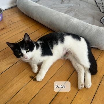 BAILEY (f) 8 mths old Tuxedo, adopted, Young Female Domestic Short Hair.