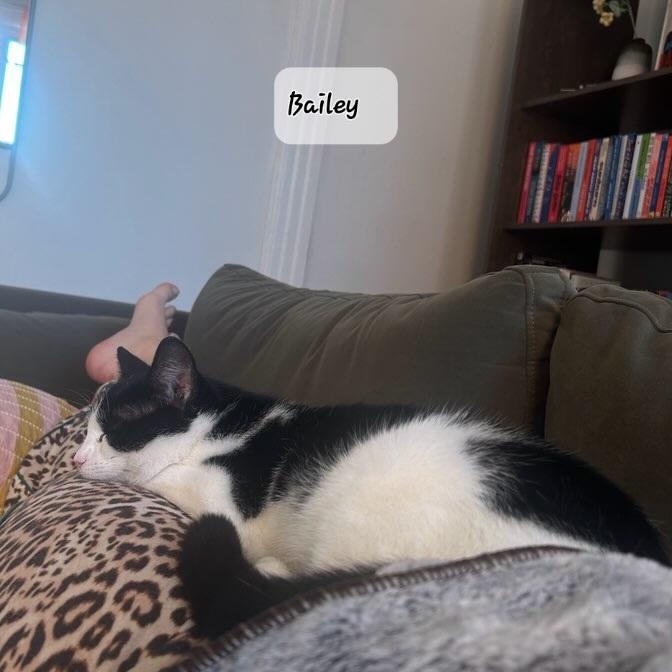 Enlarge BAILEY (f) 8 mths old Tuxedo, an adopted Domestic Short Hair in Ottawa, ON image 5/6