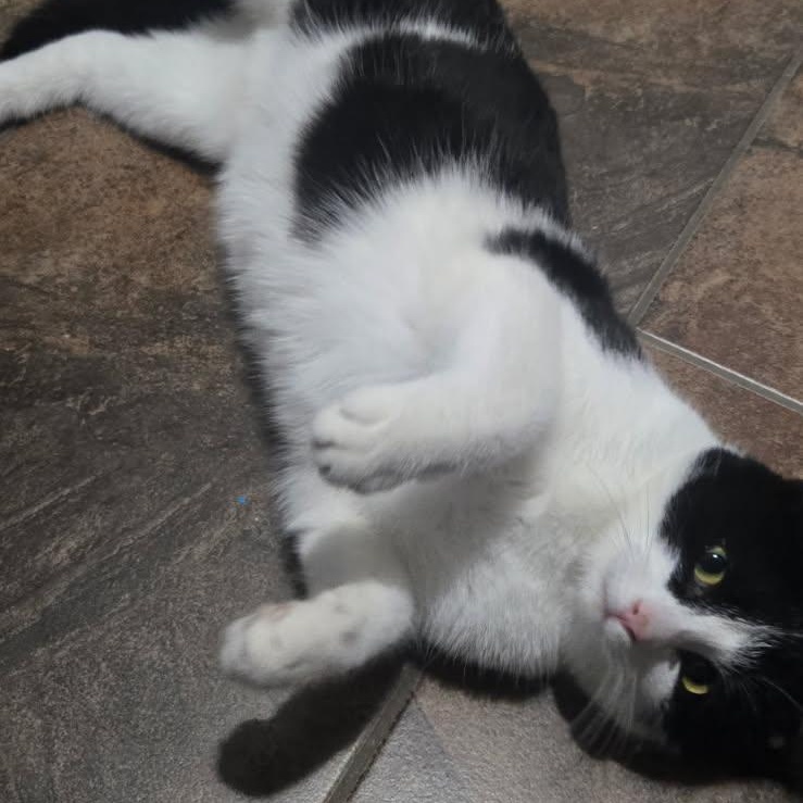 Enlarge BAILEY (f) 8 mths old Tuxedo, an adopted Domestic Short Hair in Ottawa, ON image 3/6