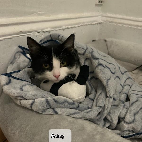 Enlarge BAILEY (f) 8 mths old Tuxedo, an adopted Domestic Short Hair in Ottawa, ON image 2/6
