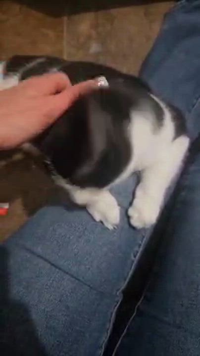 Enlarge BAILEY (f) 8 mths old Tuxedo, an adopted Domestic Short Hair in Ottawa, ON video 4/6