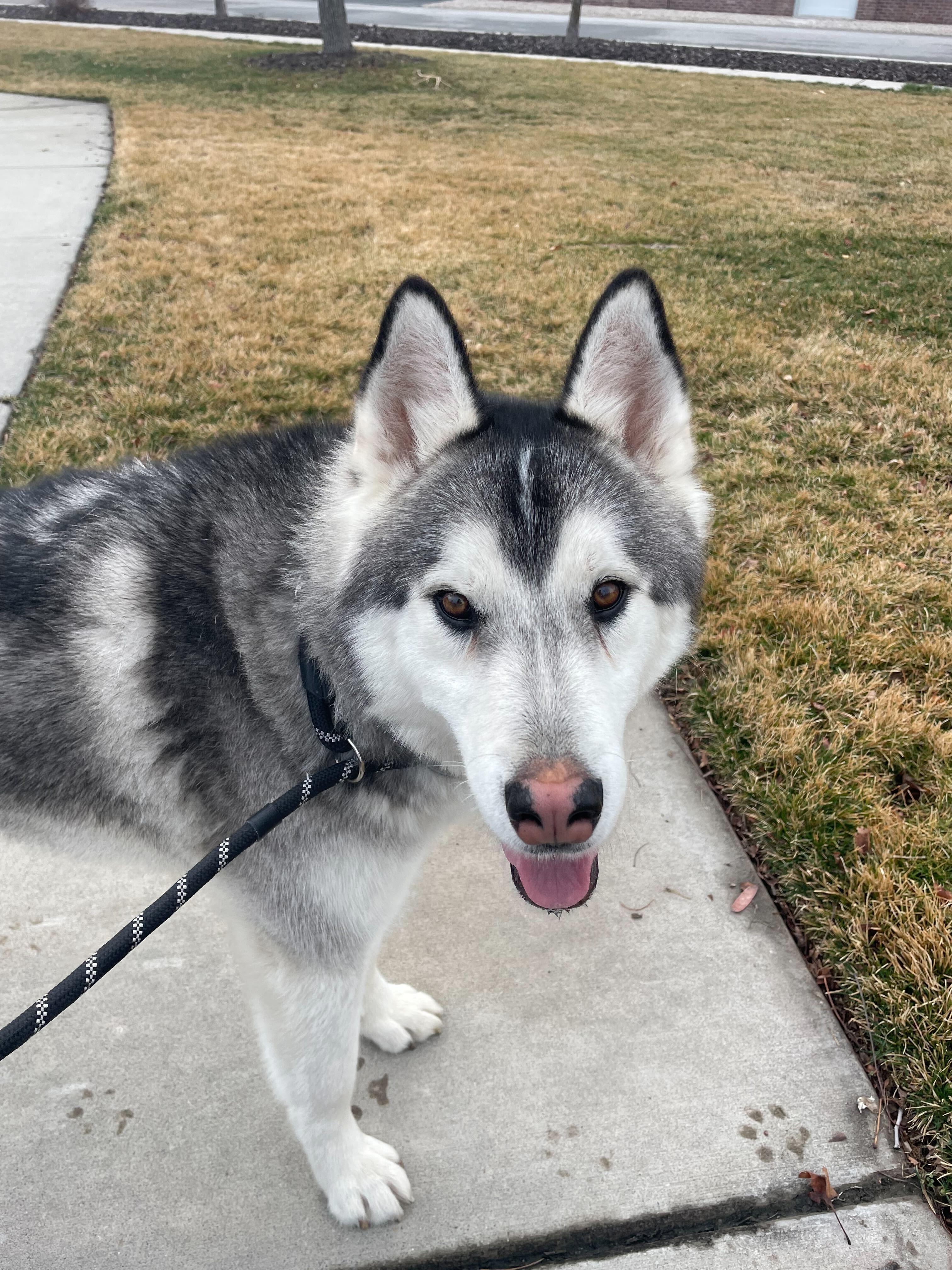 Enlarge Ghost, a Adopted Siberian Husky in Cottonwood Heights, UT image 1/6