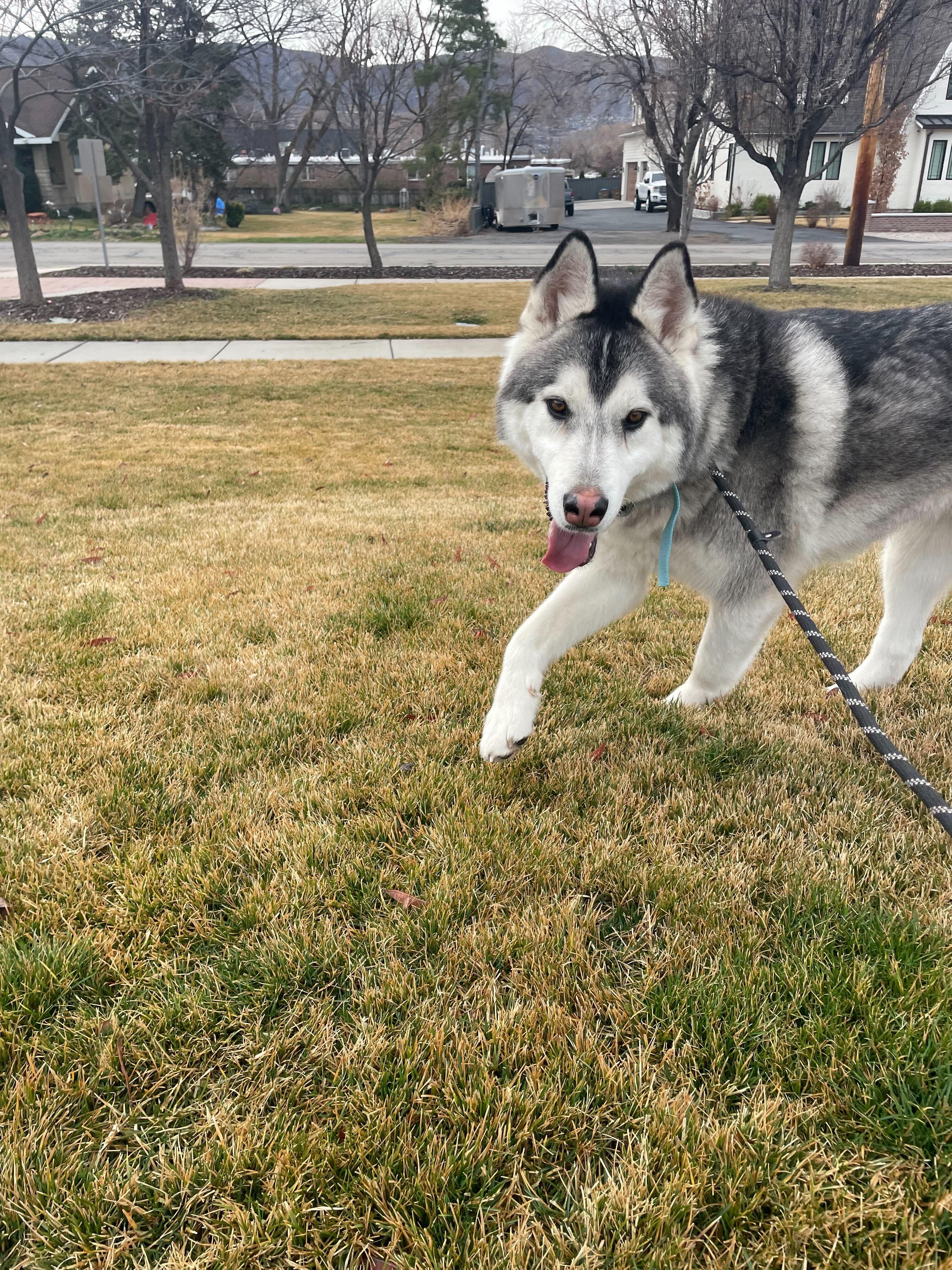 Enlarge Ghost, a Adopted Siberian Husky in Cottonwood Heights, UT image 2/6