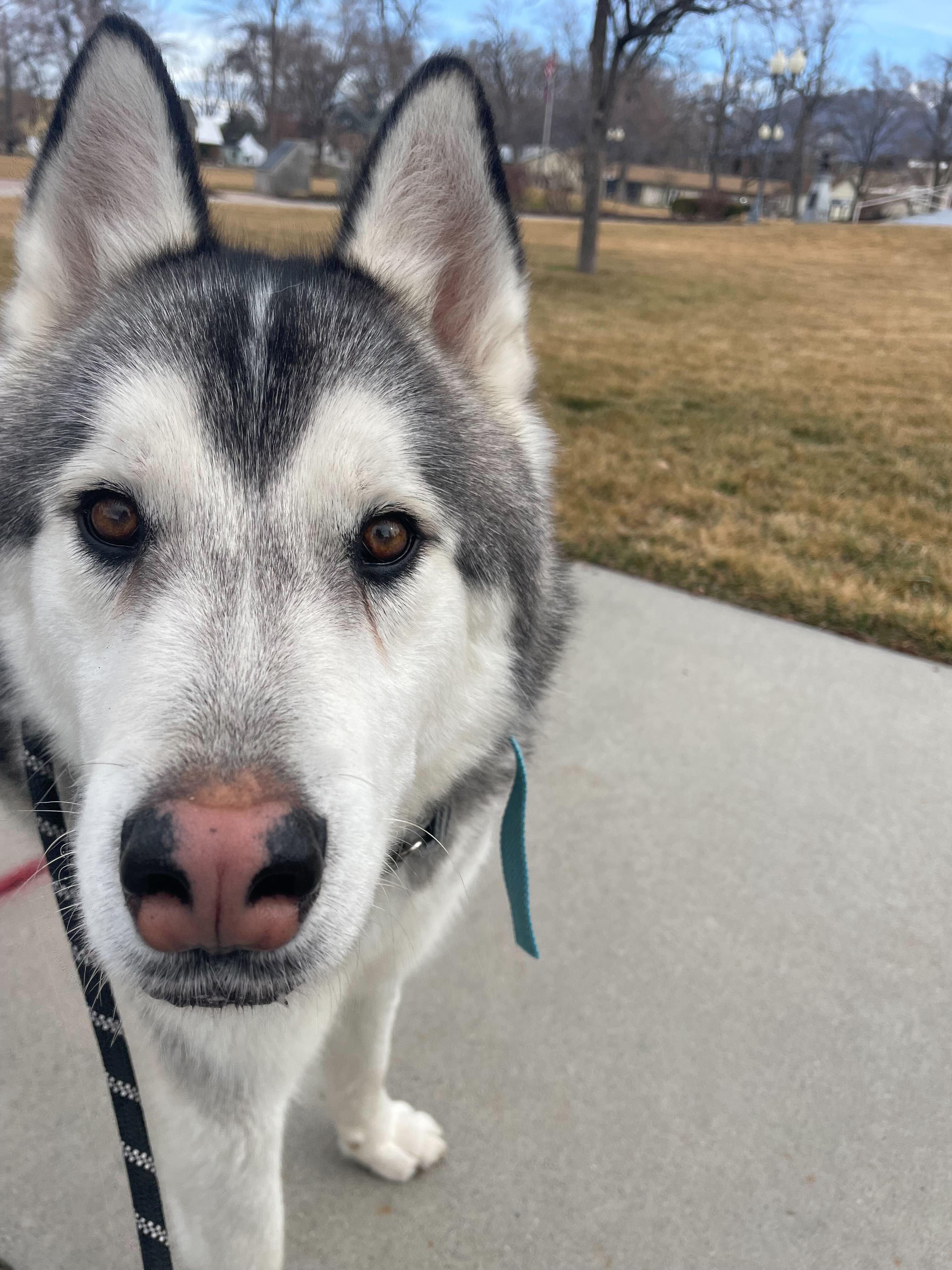 Enlarge Ghost, a Adopted Siberian Husky in Cottonwood Heights, UT image 3/6