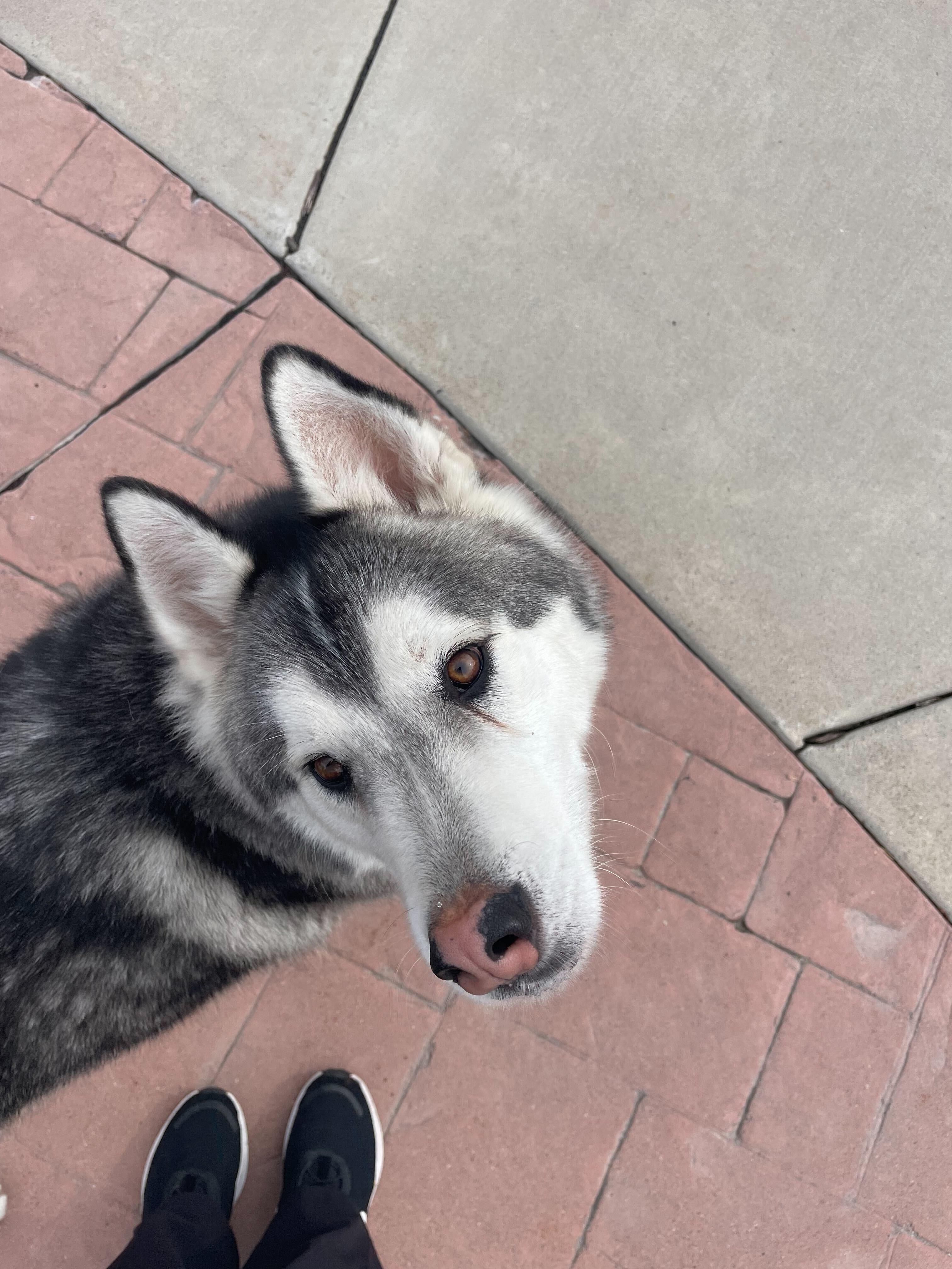 Enlarge Ghost, a Adopted Siberian Husky in Cottonwood Heights, UT image 4/6