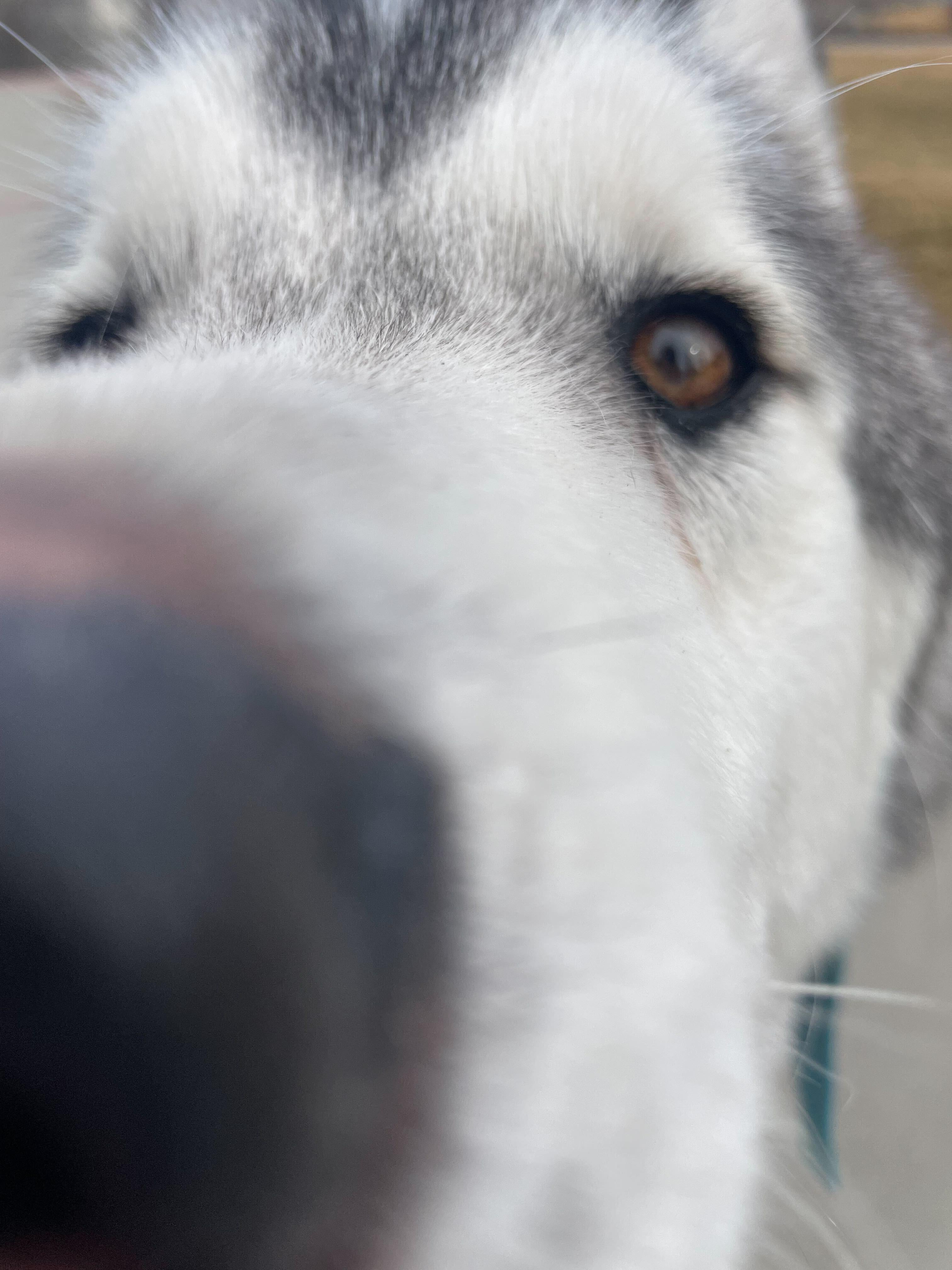 Enlarge Ghost, a Adopted Siberian Husky in Cottonwood Heights, UT image 5/6