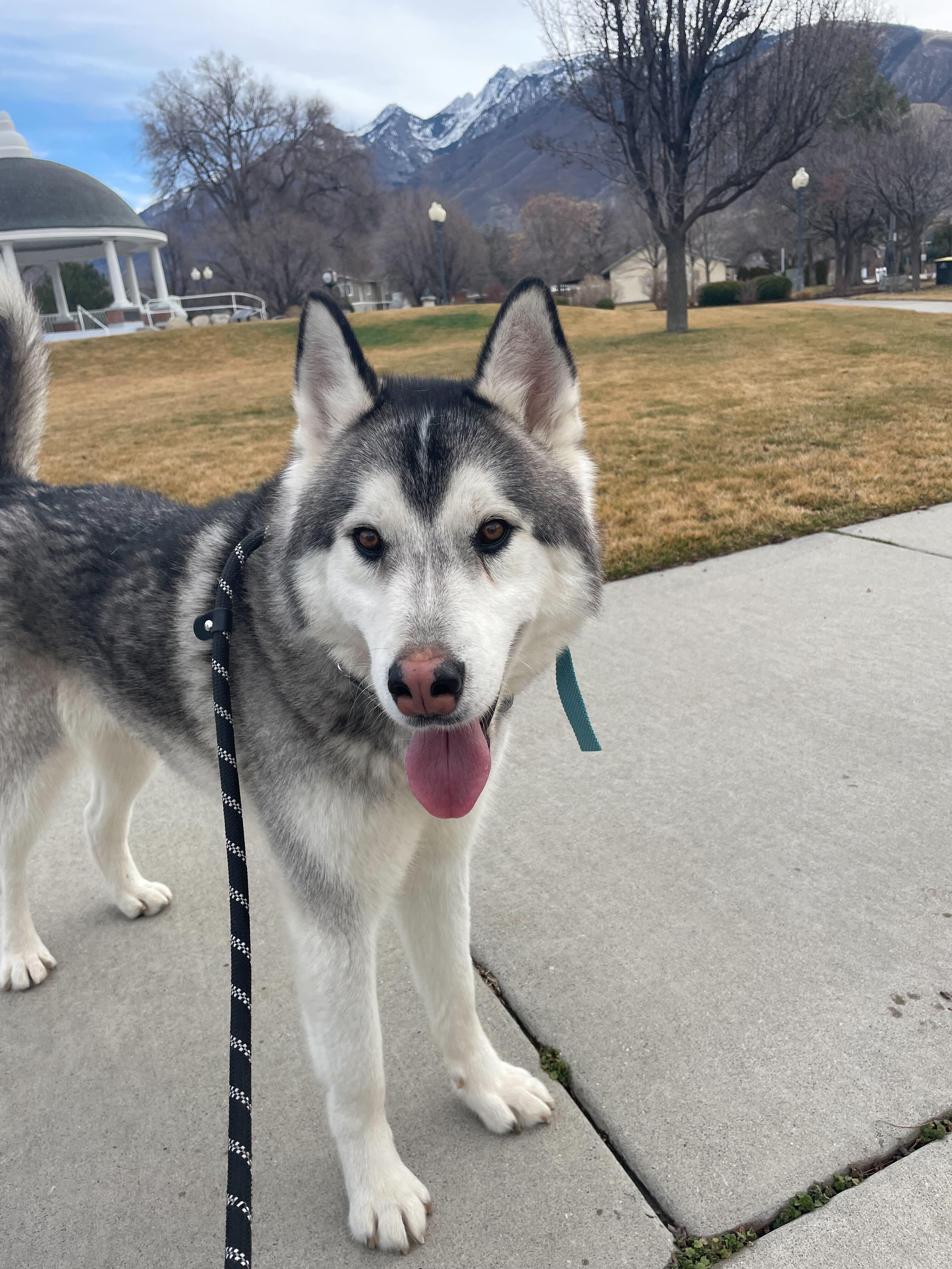 Enlarge Ghost, a Adopted Siberian Husky in Cottonwood Heights, UT image 6/6