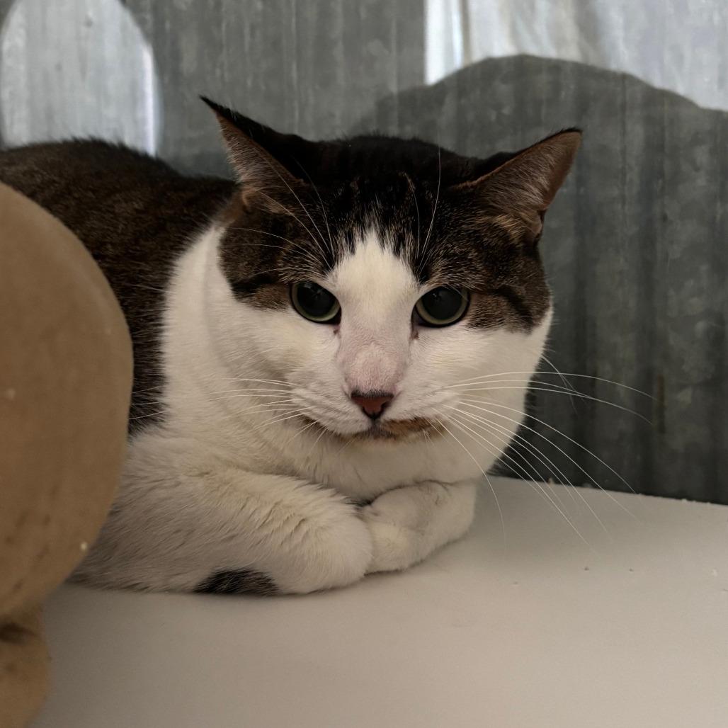 Piper (bonded with Leo), Adoptable, Adult Female Domestic Short Hair.