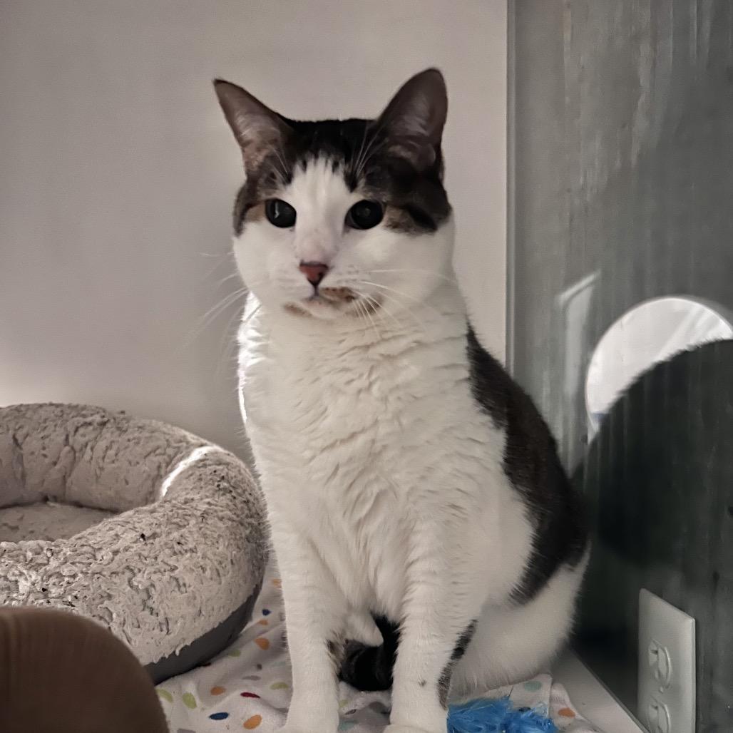 Enlarge Piper (bonded with Leo), a Adoptable Domestic Short Hair in Chicago, IL image 2/3