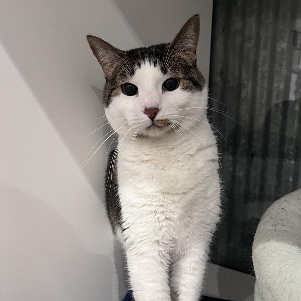 Enlarge Piper (bonded with Leo), a Adoptable Domestic Short Hair in Chicago, IL image 3/3