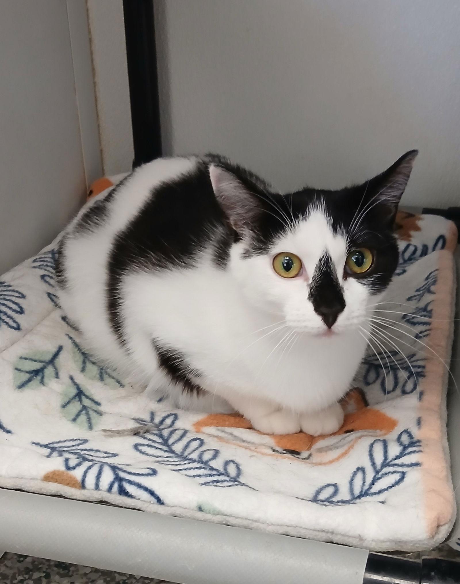 Enlarge Pepperoni, a Adoptable Domestic Short Hair in Bay City, MI image 1/1