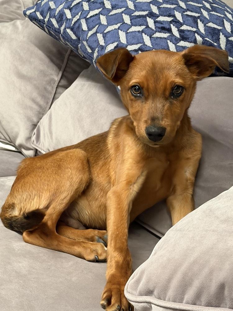 Enlarge Red, a Adoptable mixed breed in Escondido, CA image 1/3