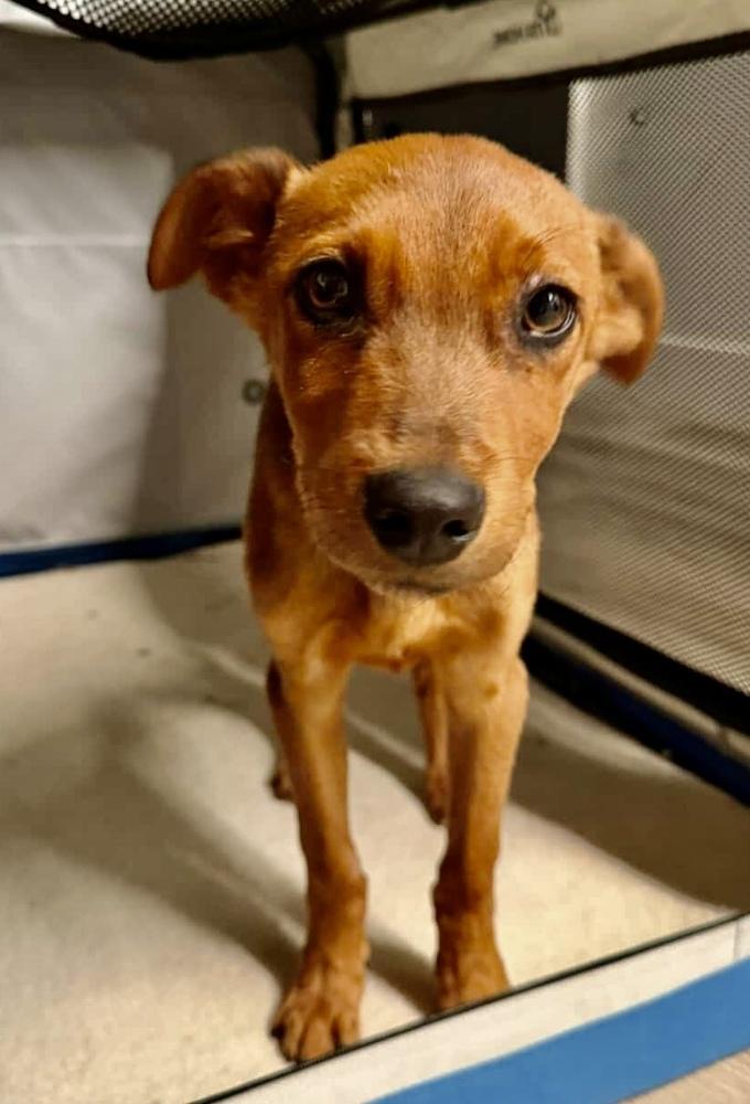 Enlarge Red, a Adoptable mixed breed in Escondido, CA image 2/3