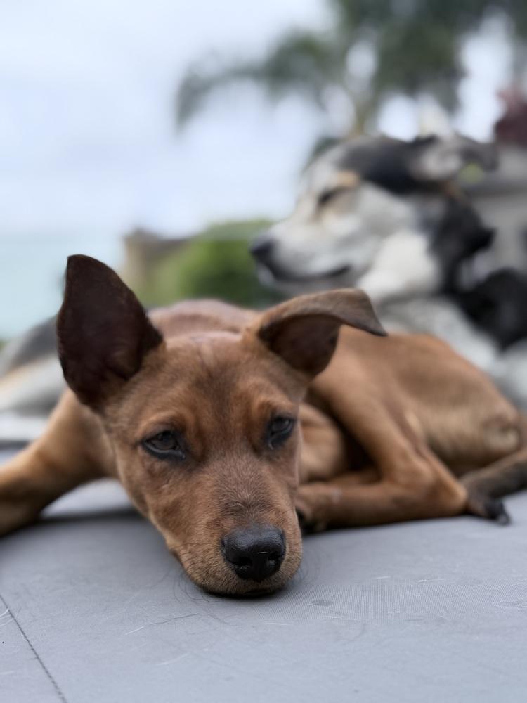 Enlarge Red, a Adoptable mixed breed in Escondido, CA image 3/3