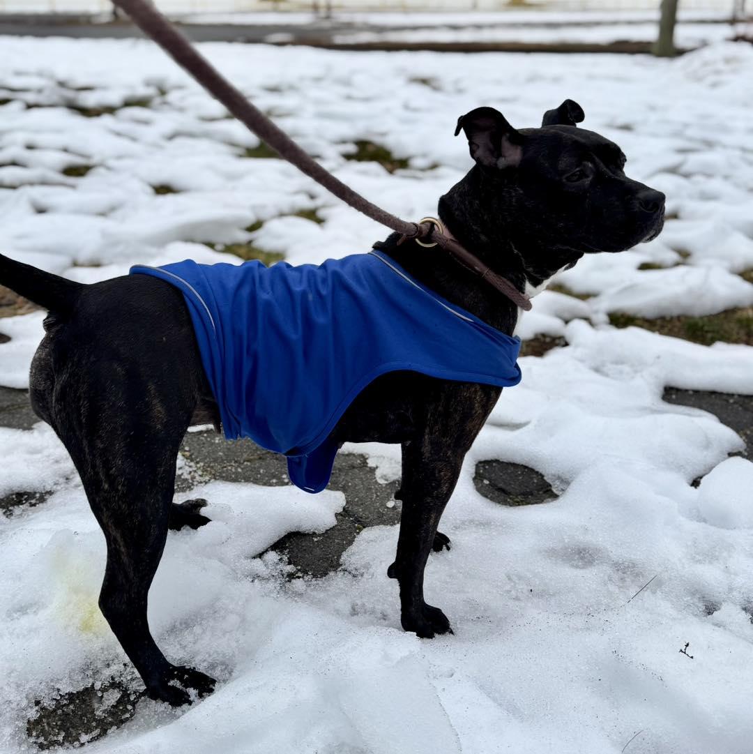 Enlarge Ivy, a ADOPTABLE Pit Bull Terrier in Passaic, NJ image 2/5