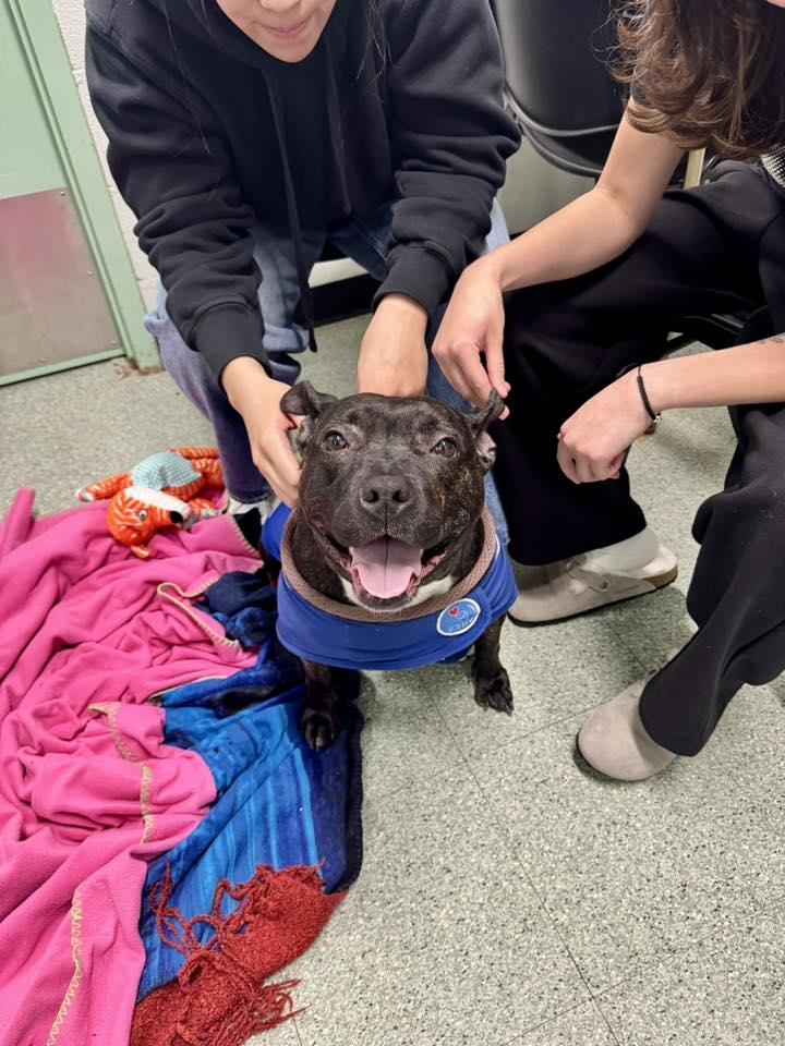 Enlarge Ivy, a ADOPTABLE Pit Bull Terrier in Passaic, NJ image 1/5