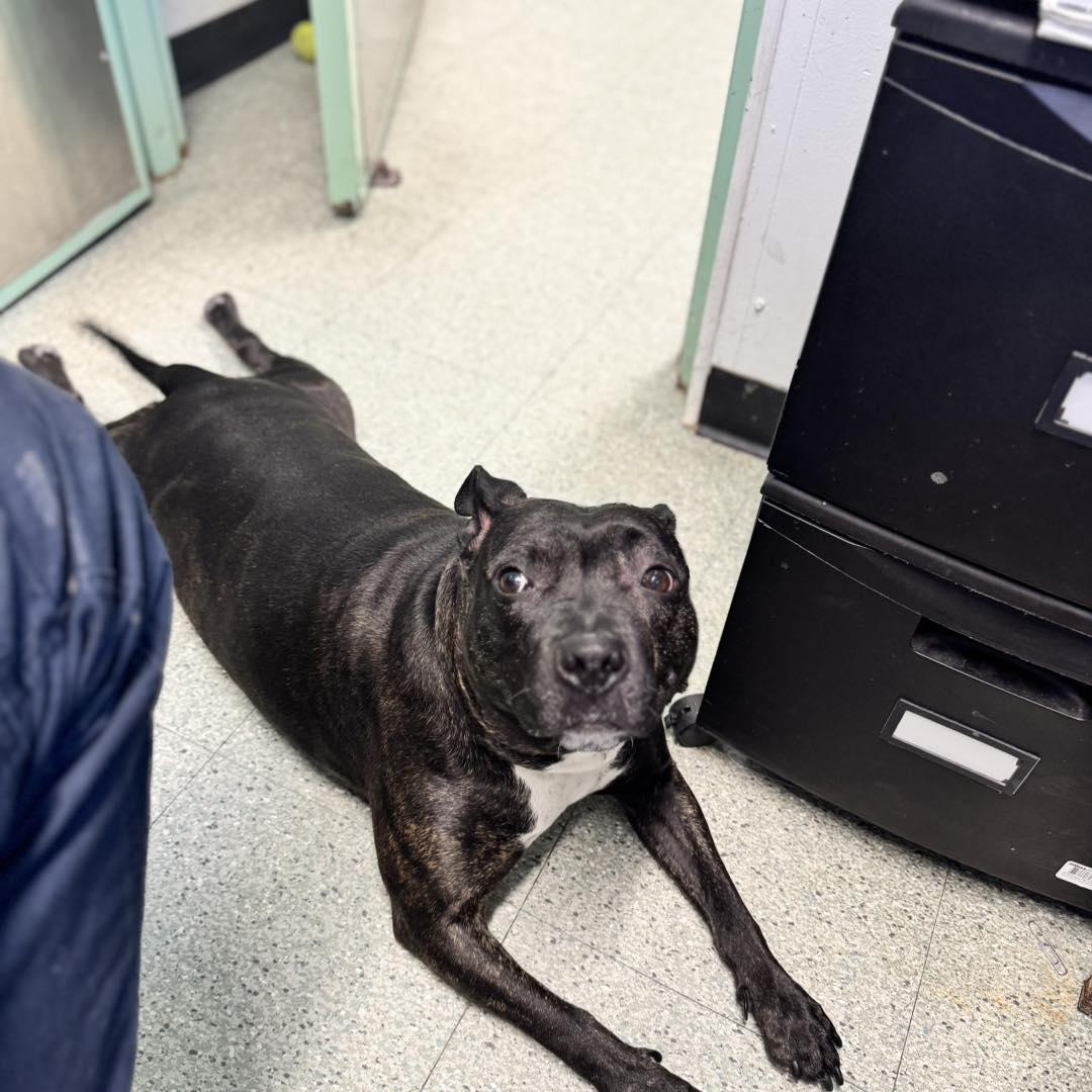 Ivy, a ADOPTABLE Pit Bull Terrier in Passaic, NJ image 4/4