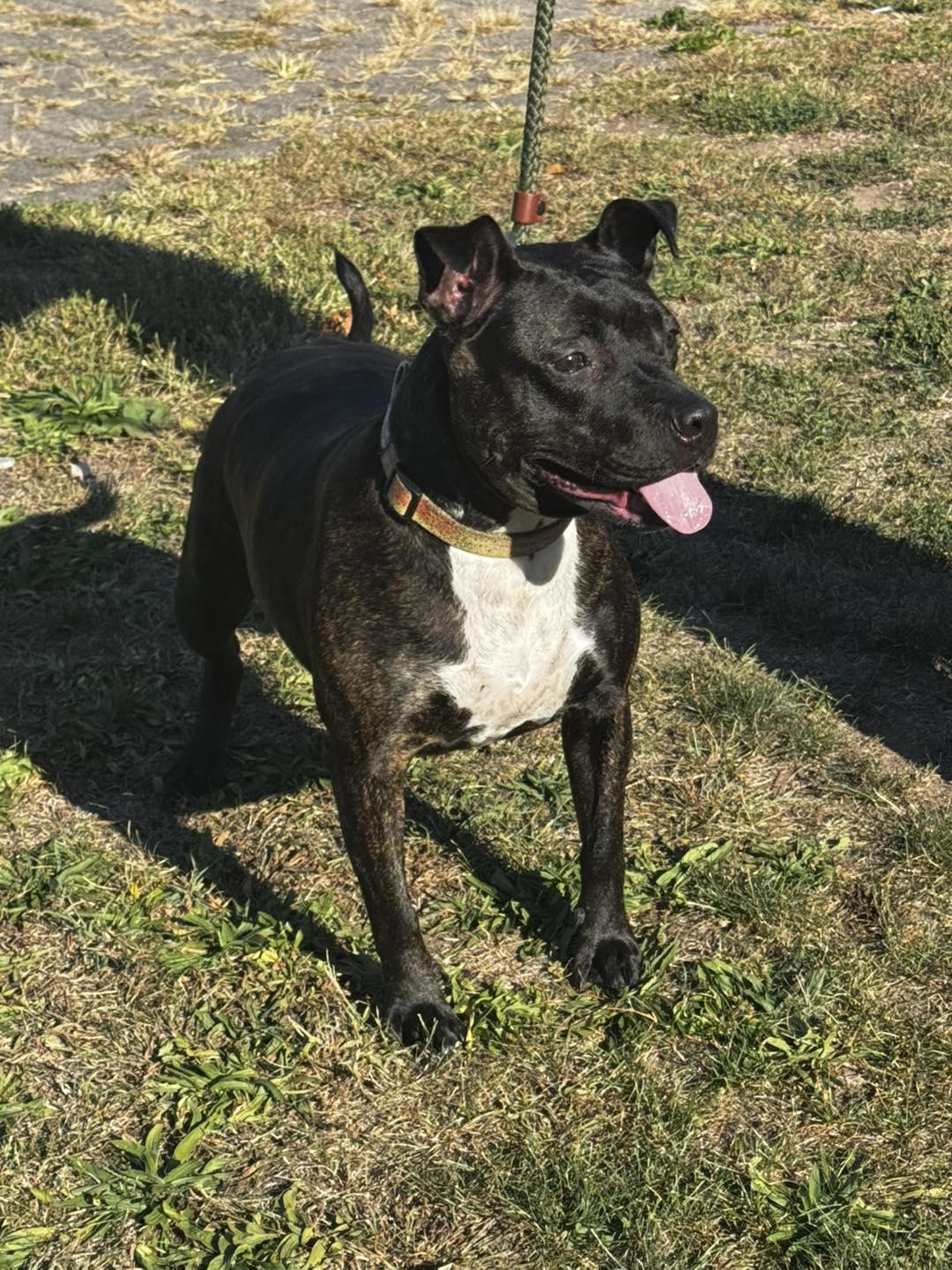 Ivy, a ADOPTABLE Pit Bull Terrier in Passaic, NJ image 2/4
