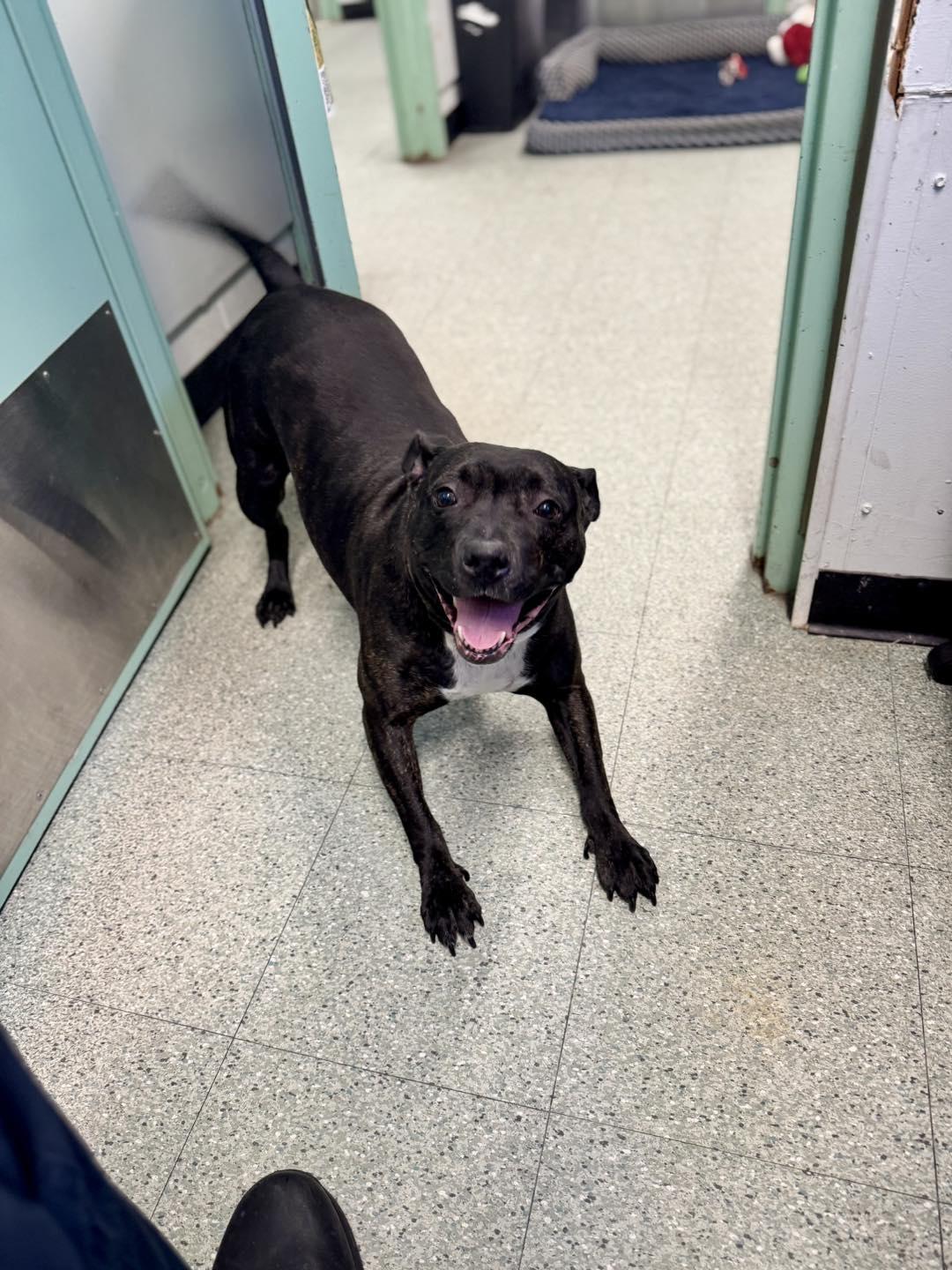 Ivy, ADOPTABLE, Adult Female Pit Bull Terrier.