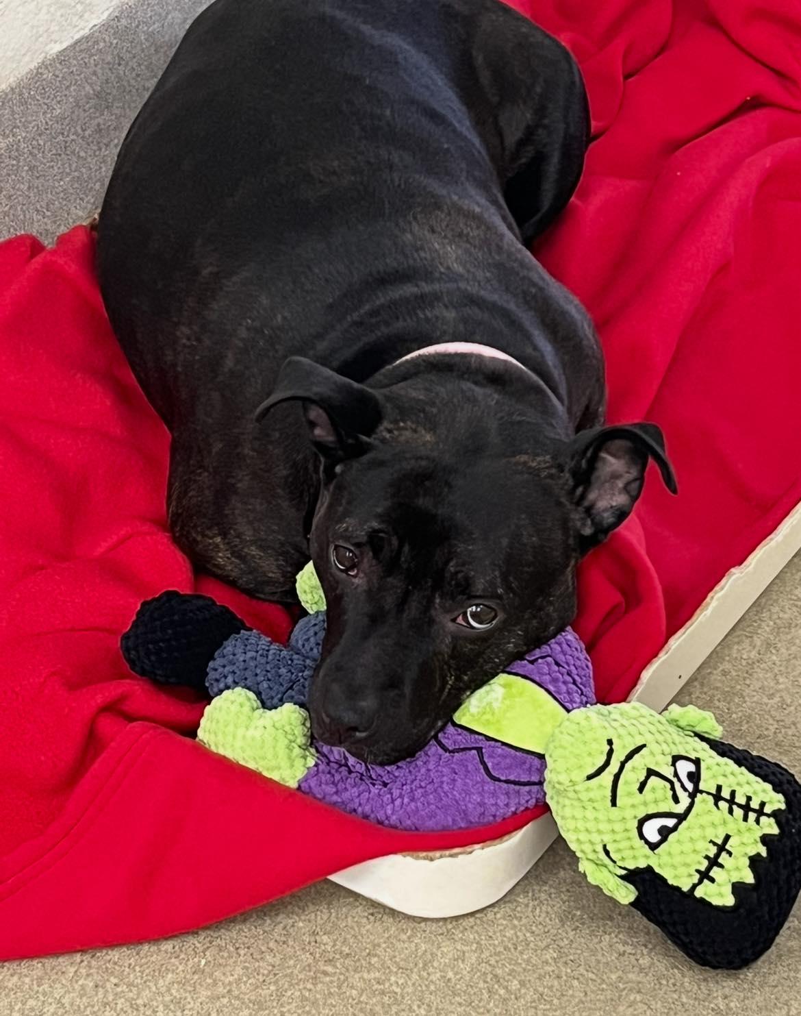 Ivy, a ADOPTABLE Pit Bull Terrier in Passaic, NJ image 3/4