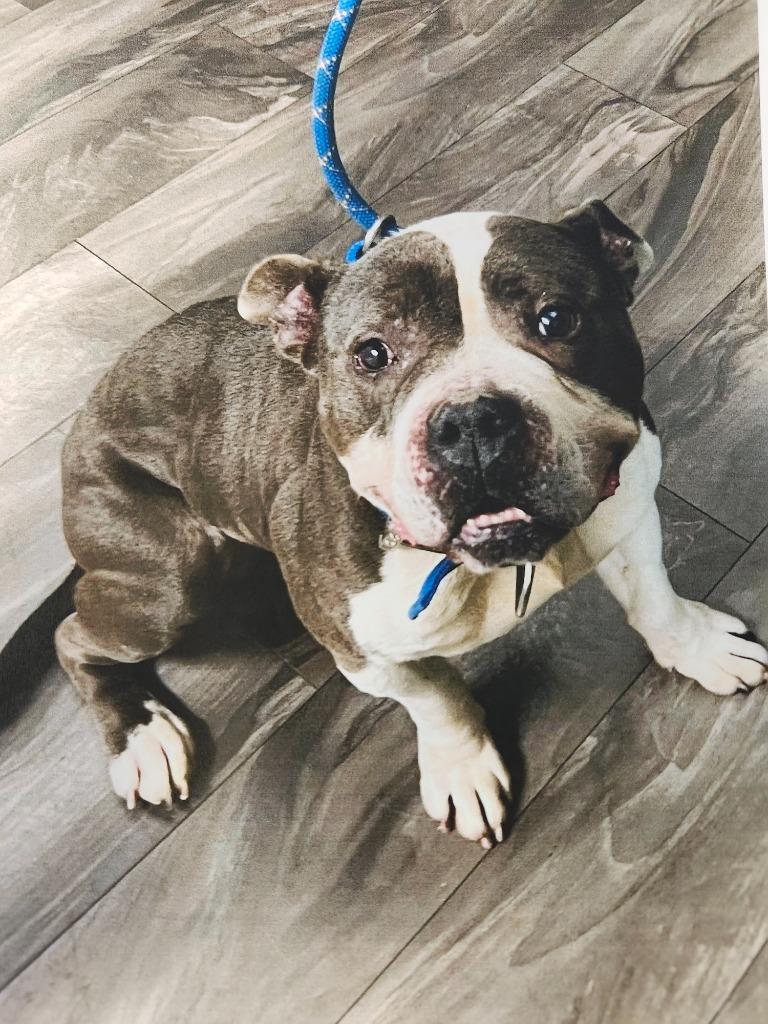 Enlarge Party, a ADOPTABLE Pit Bull Terrier in Trenton, NJ image 1/1