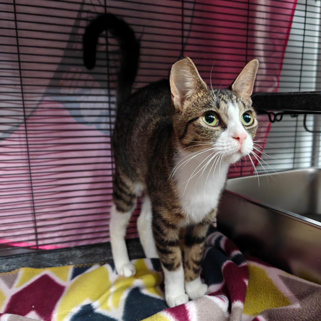 Enlarge Lulu, a Adoptable Domestic Short Hair in New Orleans, LA image 1/3