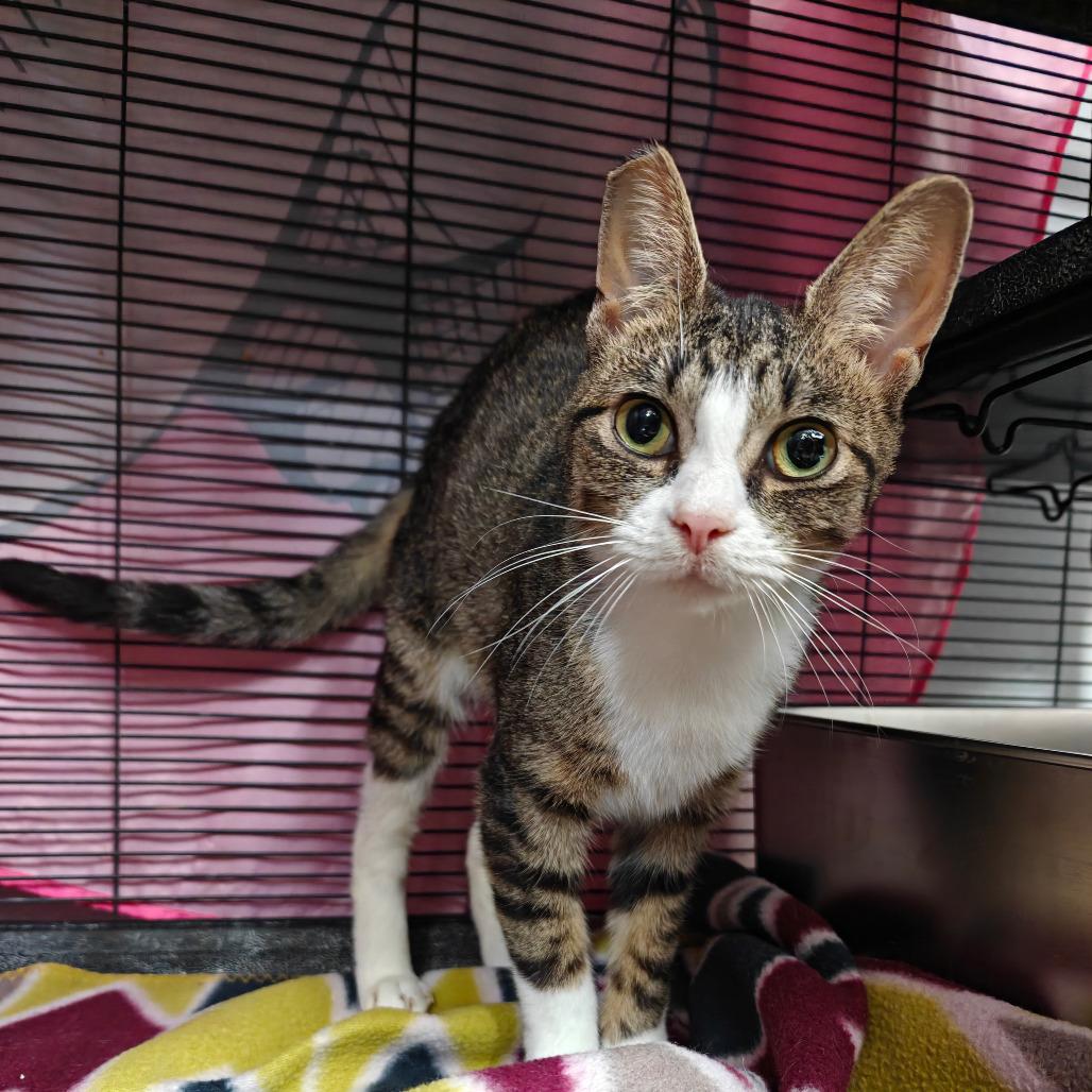 Enlarge Lulu, a Adoptable Domestic Short Hair in New Orleans, LA image 3/3