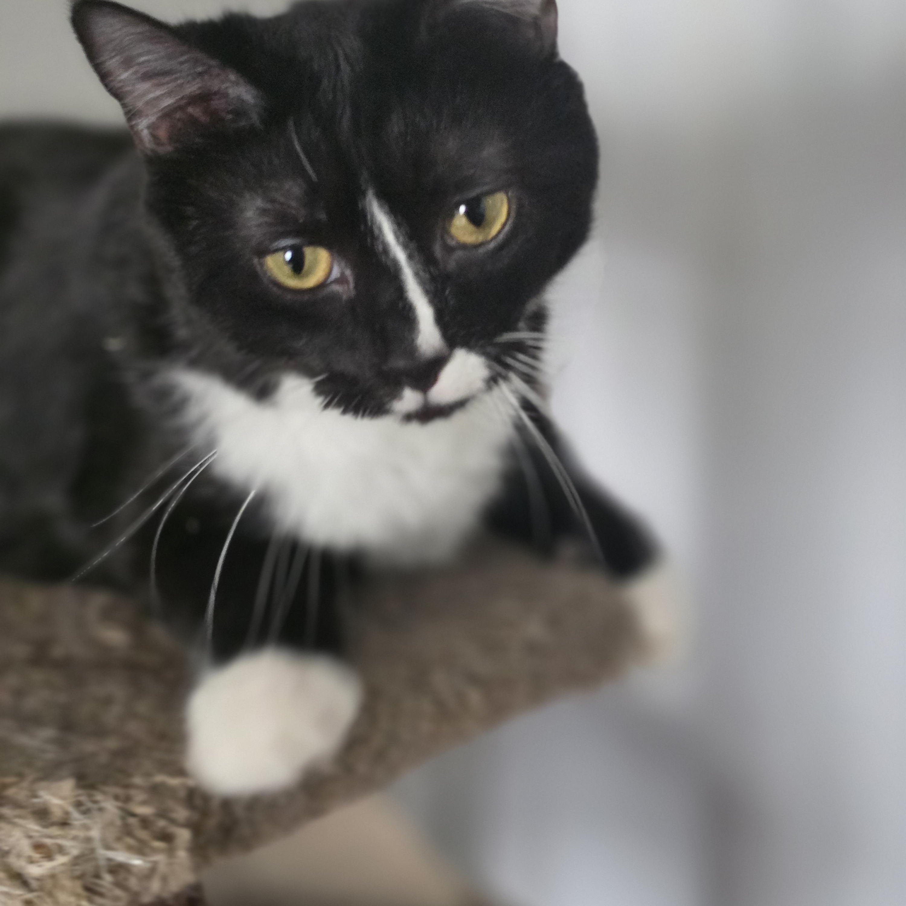 Yang (rehome, no cost adoption), an adoption pending Domestic Short Hair in Stow, MA image 2/5