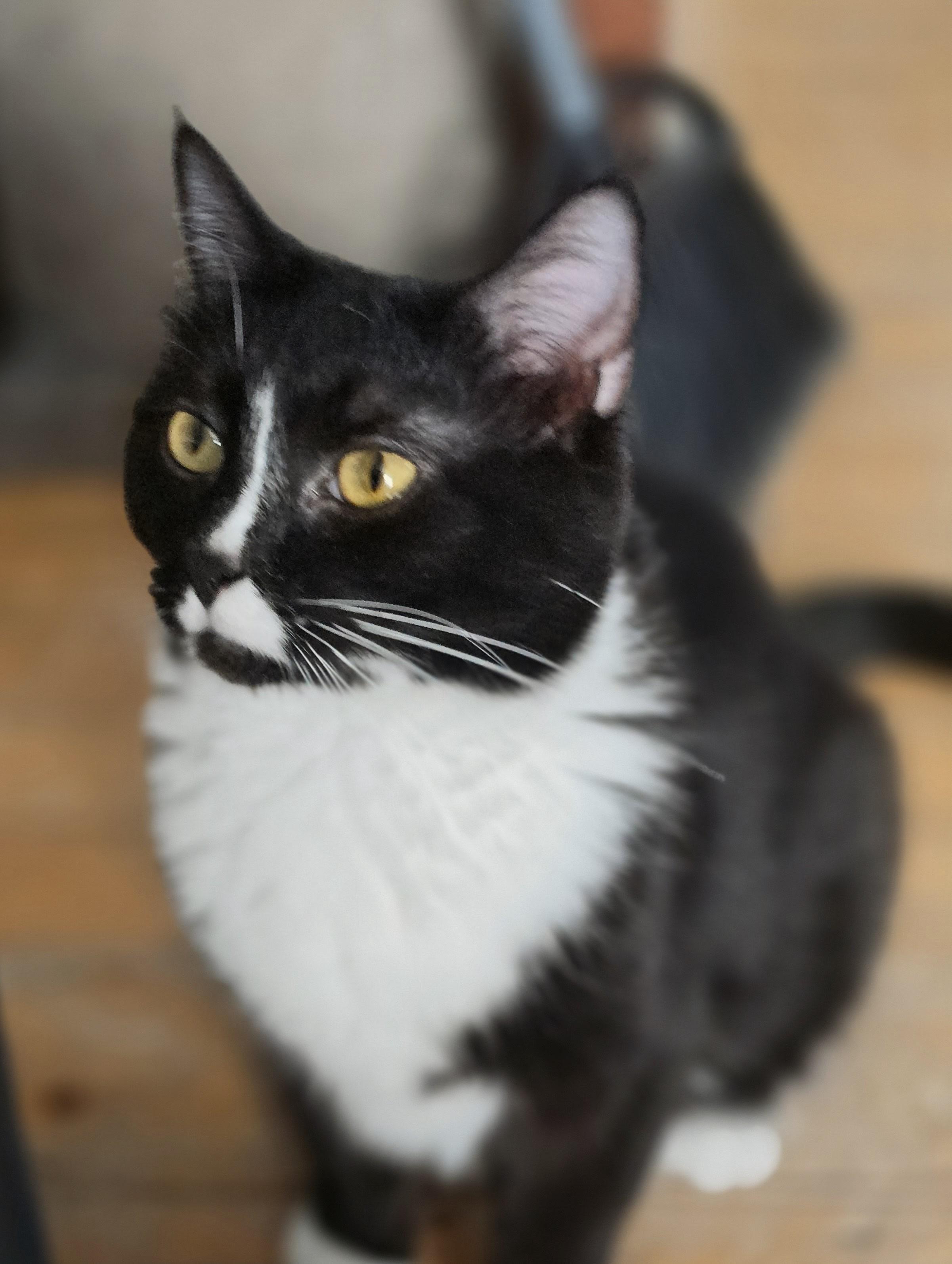 Yang (rehome, no cost adoption), an adoption pending Domestic Short Hair in Stow, MA image 4/5