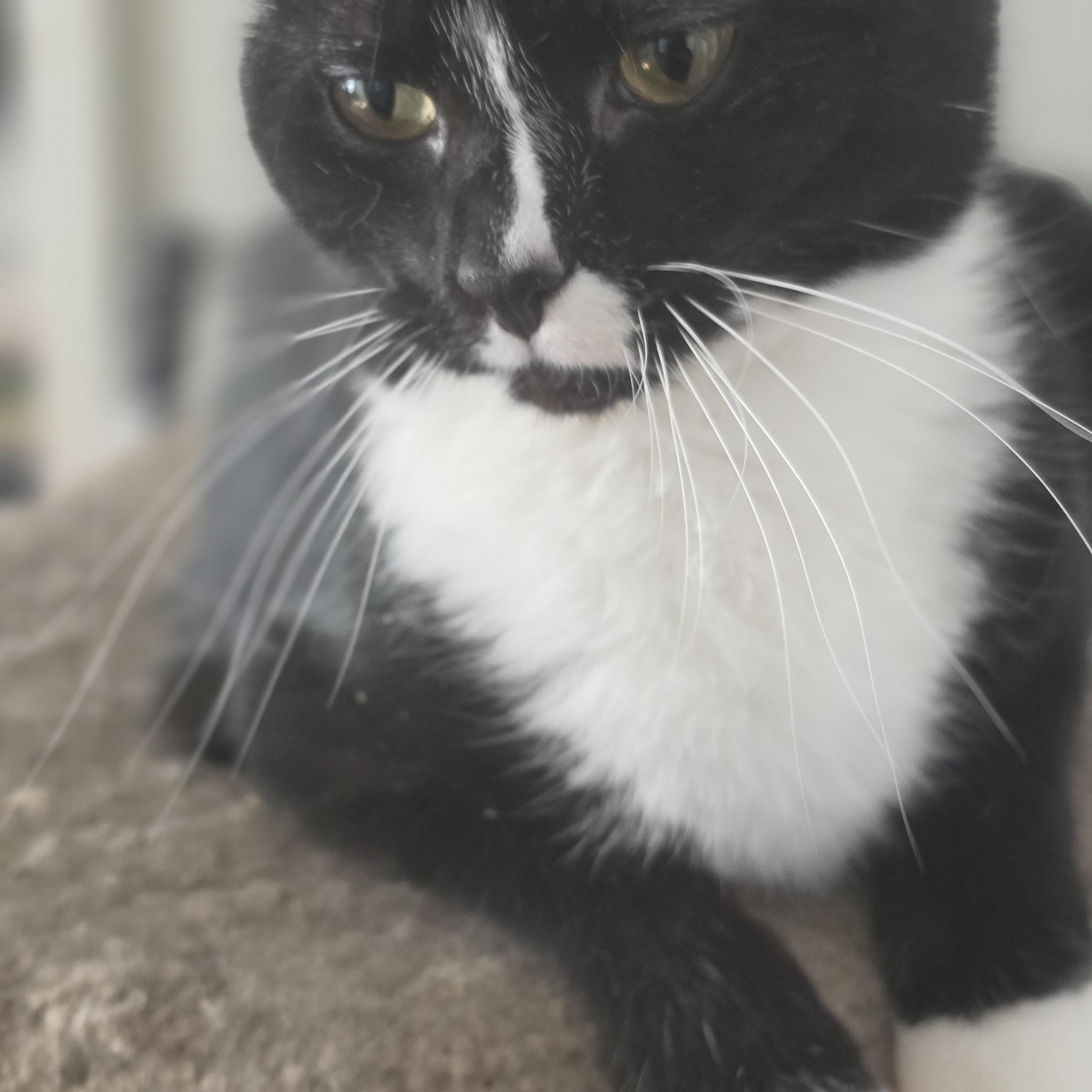 Yang (rehome, no cost adoption), an adoption pending Domestic Short Hair in Stow, MA image 5/5