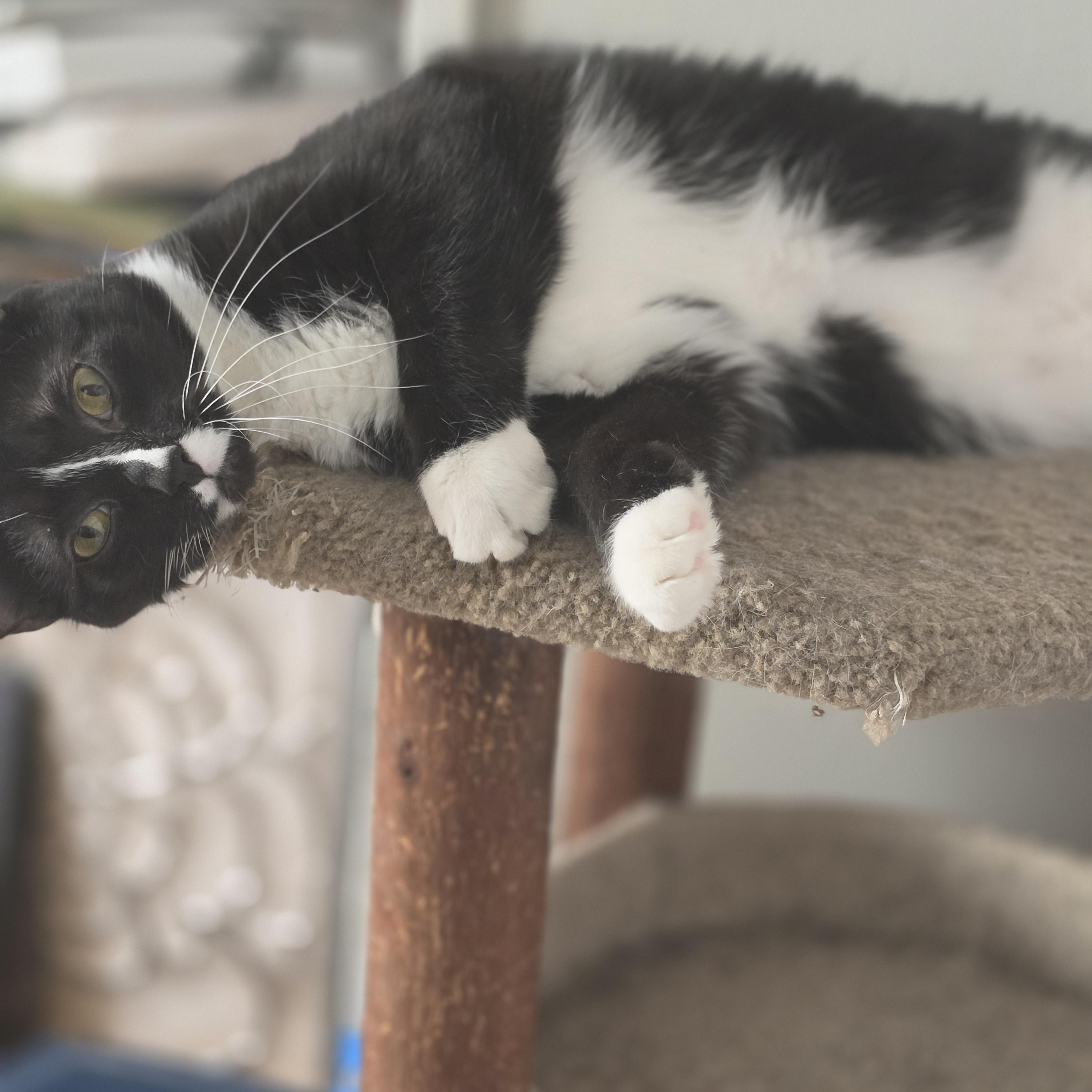 Yang (rehome, no cost adoption), an adoption pending Domestic Short Hair in Stow, MA image 3/5