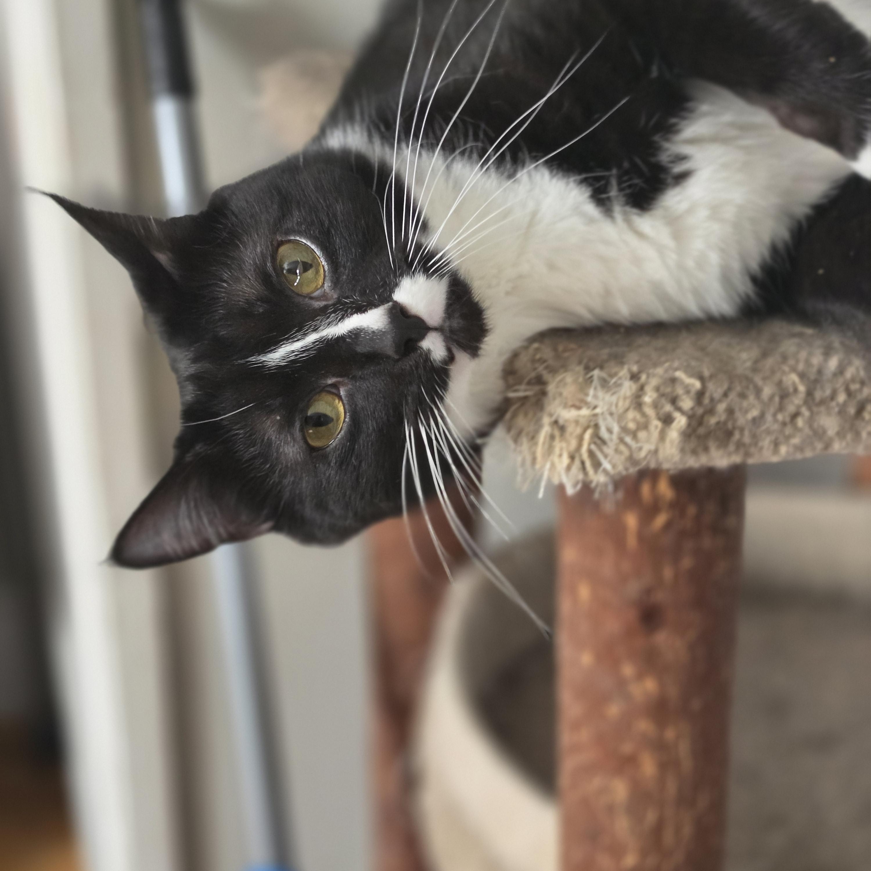 Yang (rehome, no cost adoption), an adoption pending Domestic Short Hair in Stow, MA image 1/5