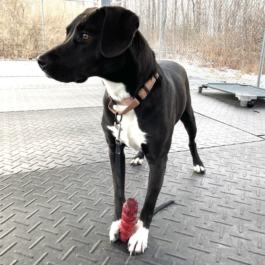 Rimaru, Adoptable, Young Male Beagle & Pit Bull Terrier.