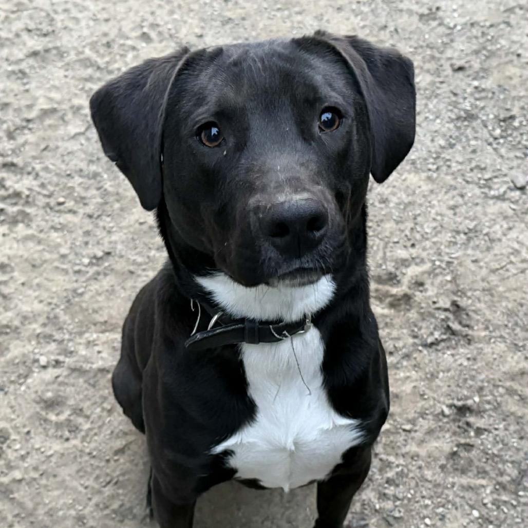 Enlarge Rimaru, a Adoptable mixed breed in Thomaston, ME image 2/3