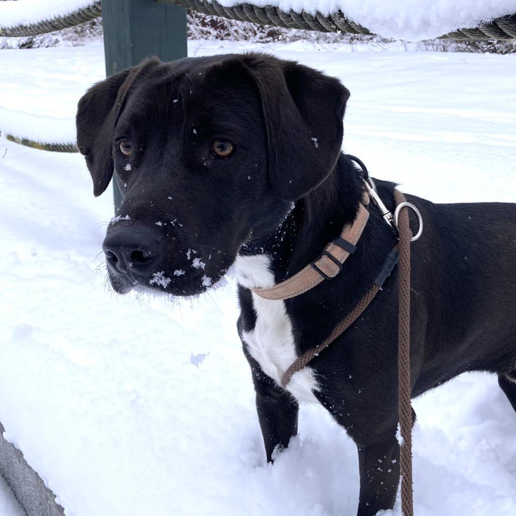 Enlarge Rimaru, a Adoptable mixed breed in Thomaston, ME image 3/3