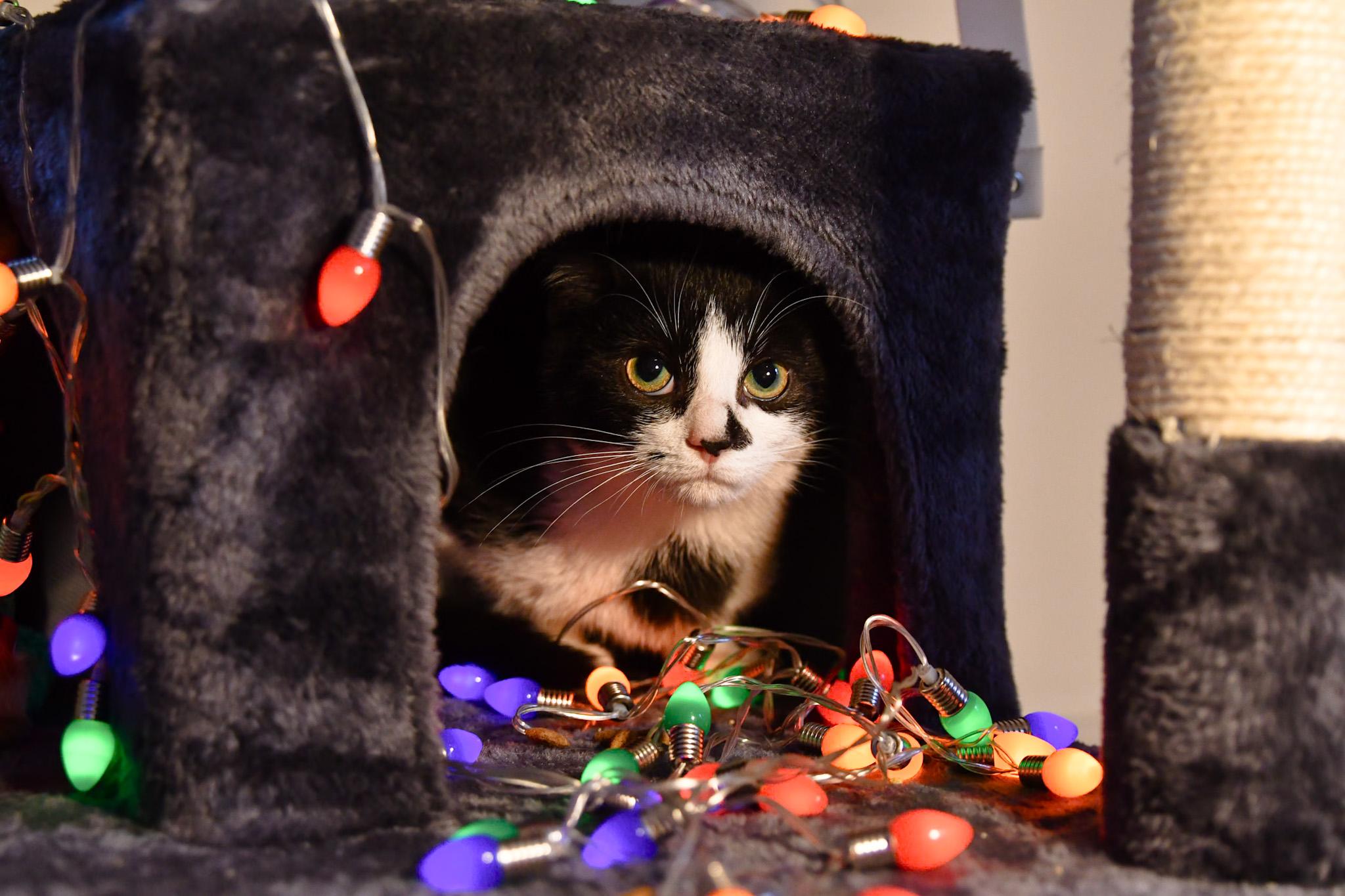 Gabagool, a ADOPTABLE Domestic Short Hair in Hermitage, PA image 1/3
