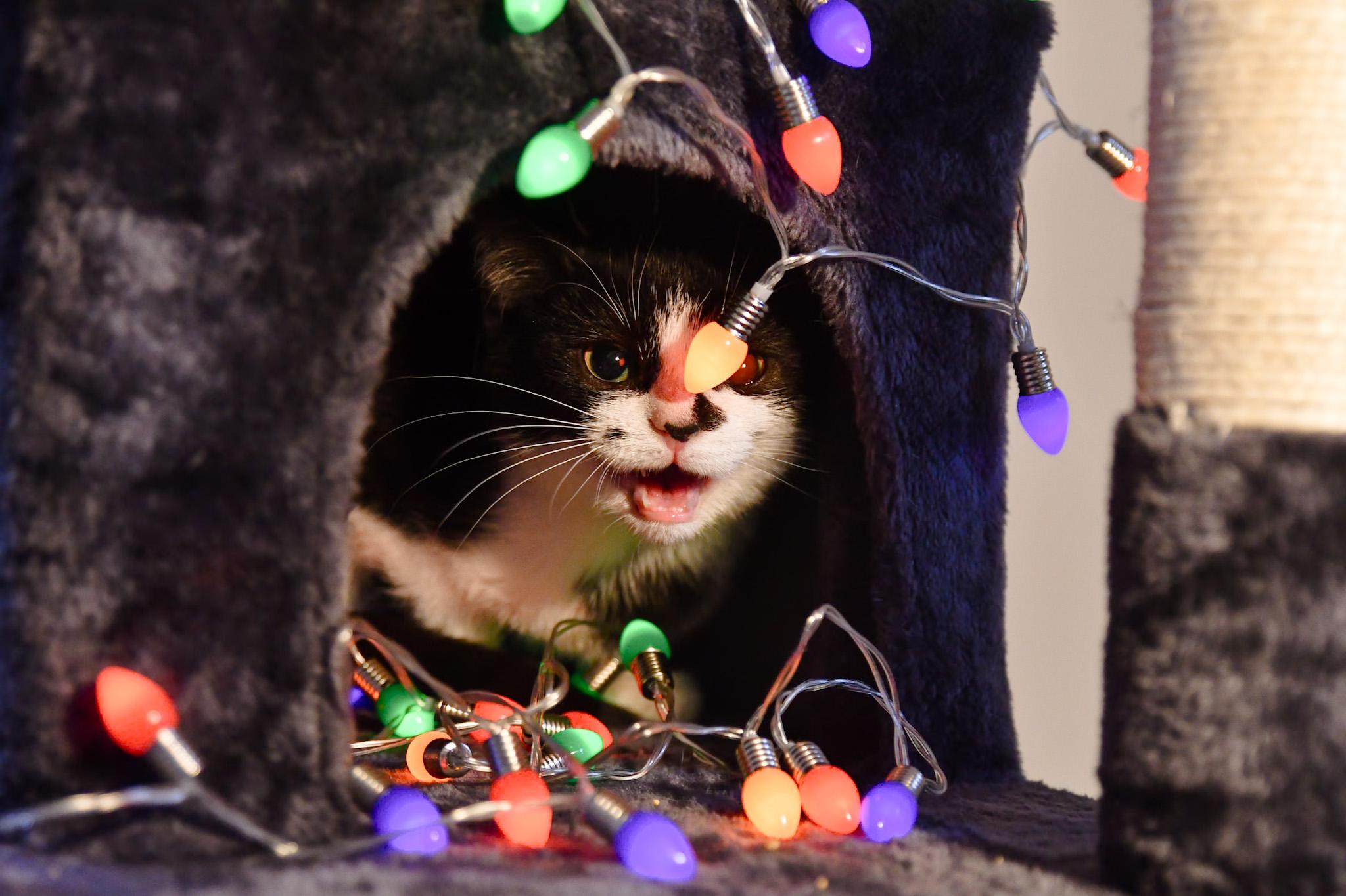 Gabagool, a ADOPTABLE Domestic Short Hair in Hermitage, PA image 2/3