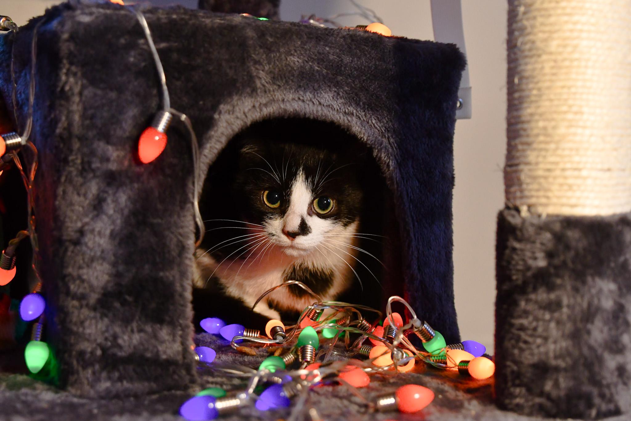 Gabagool, a ADOPTABLE Domestic Short Hair in Hermitage, PA image 3/3