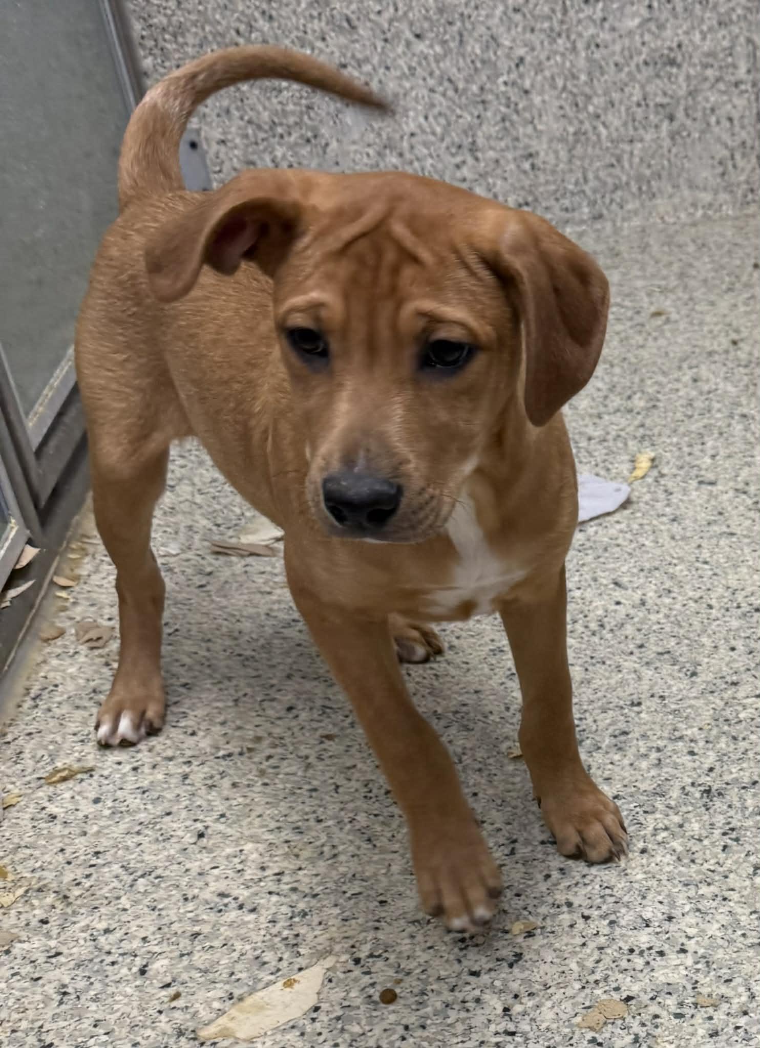 Dodie, Adoptable, Puppy Male Vizsla & Hound.