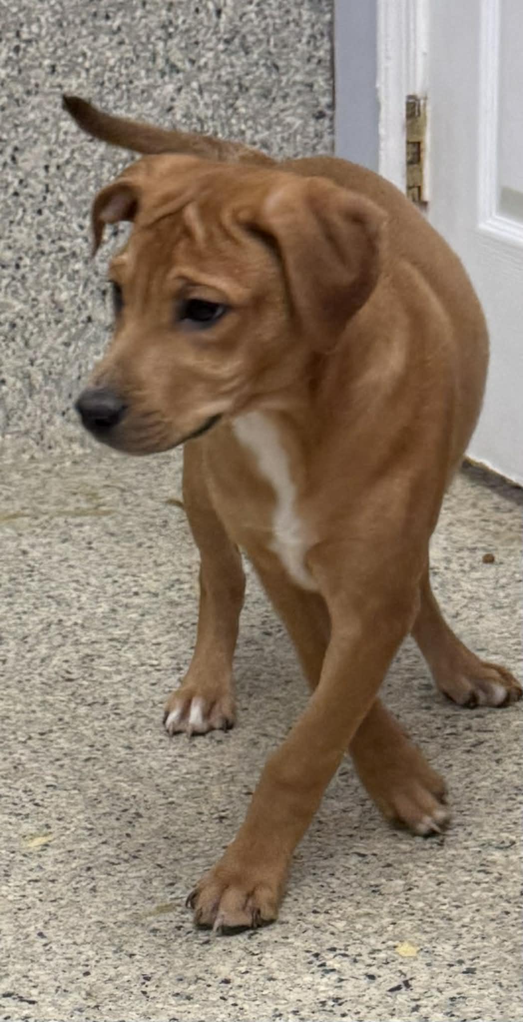 Enlarge Dodie, a Adoptable mixed breed in Mechanicsburg, PA image 2/3