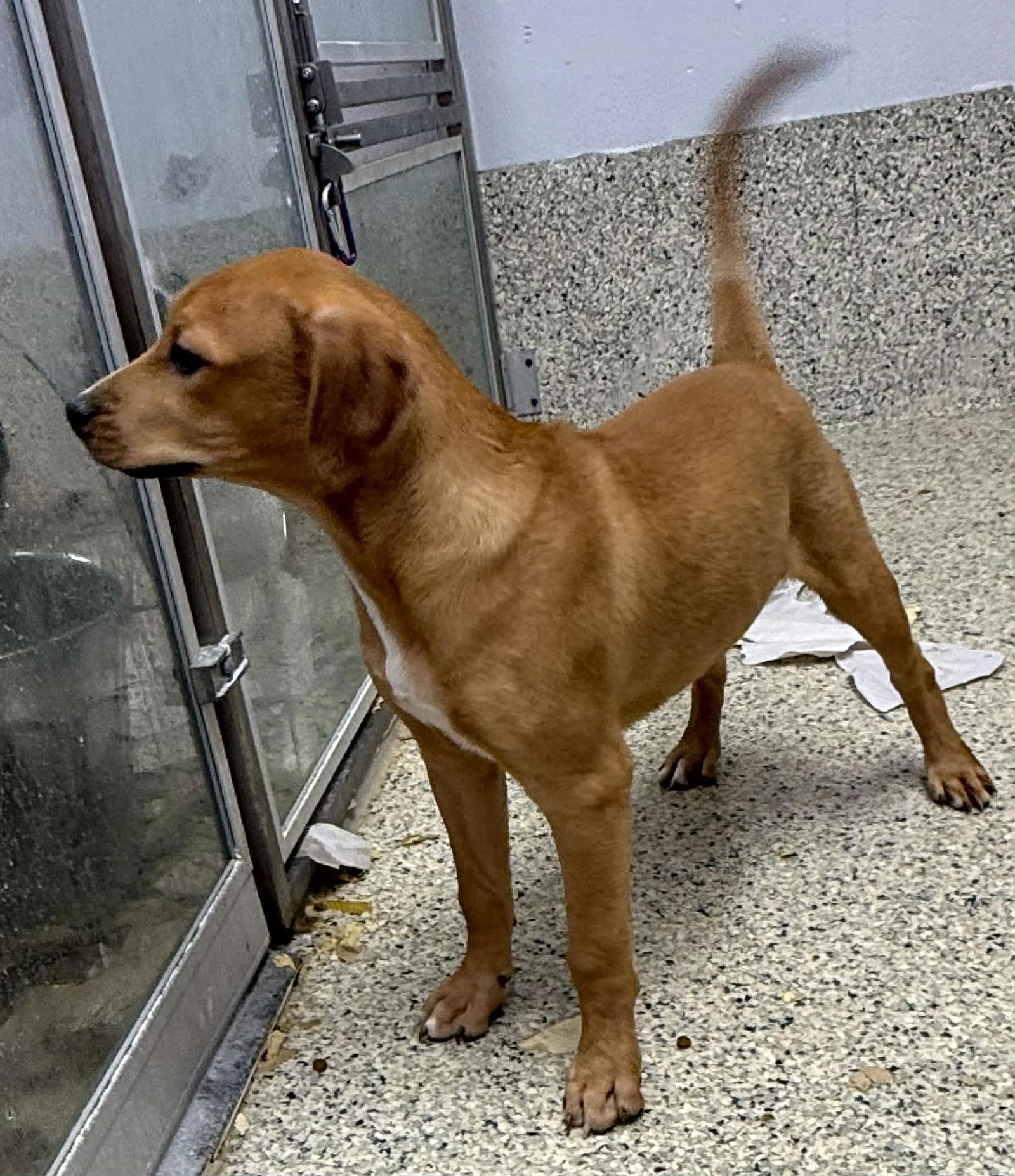 Enlarge Dodie, a Adoptable mixed breed in Mechanicsburg, PA image 3/3