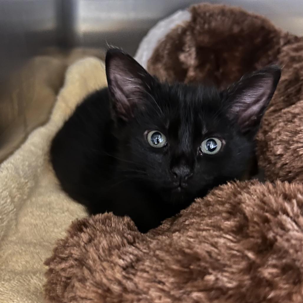 Loaf, Adoptable, Kitten Male Domestic Short Hair.