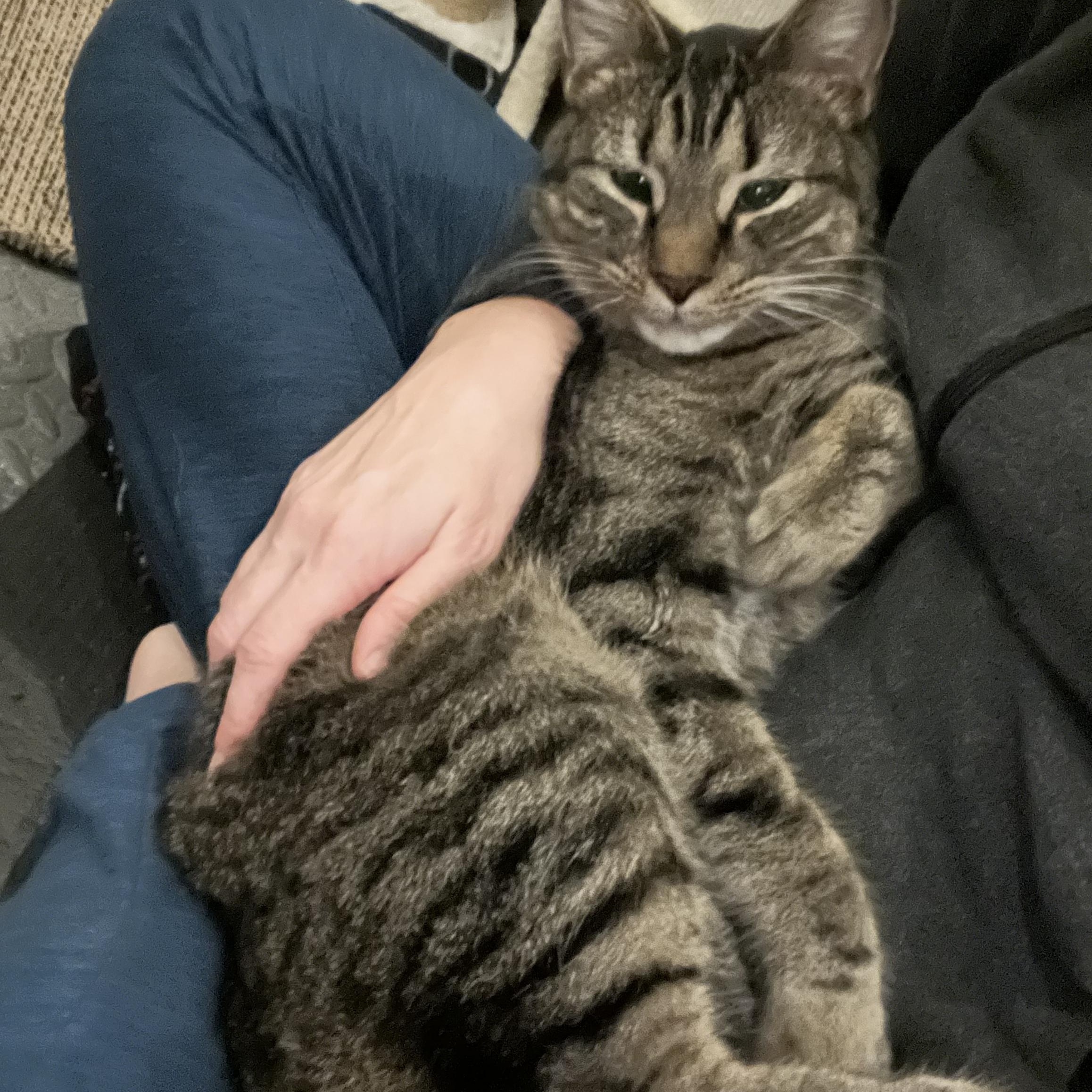 Enlarge Collywobble, a ADOPTABLE Domestic Short Hair in Cincinnati, OH image 5/5