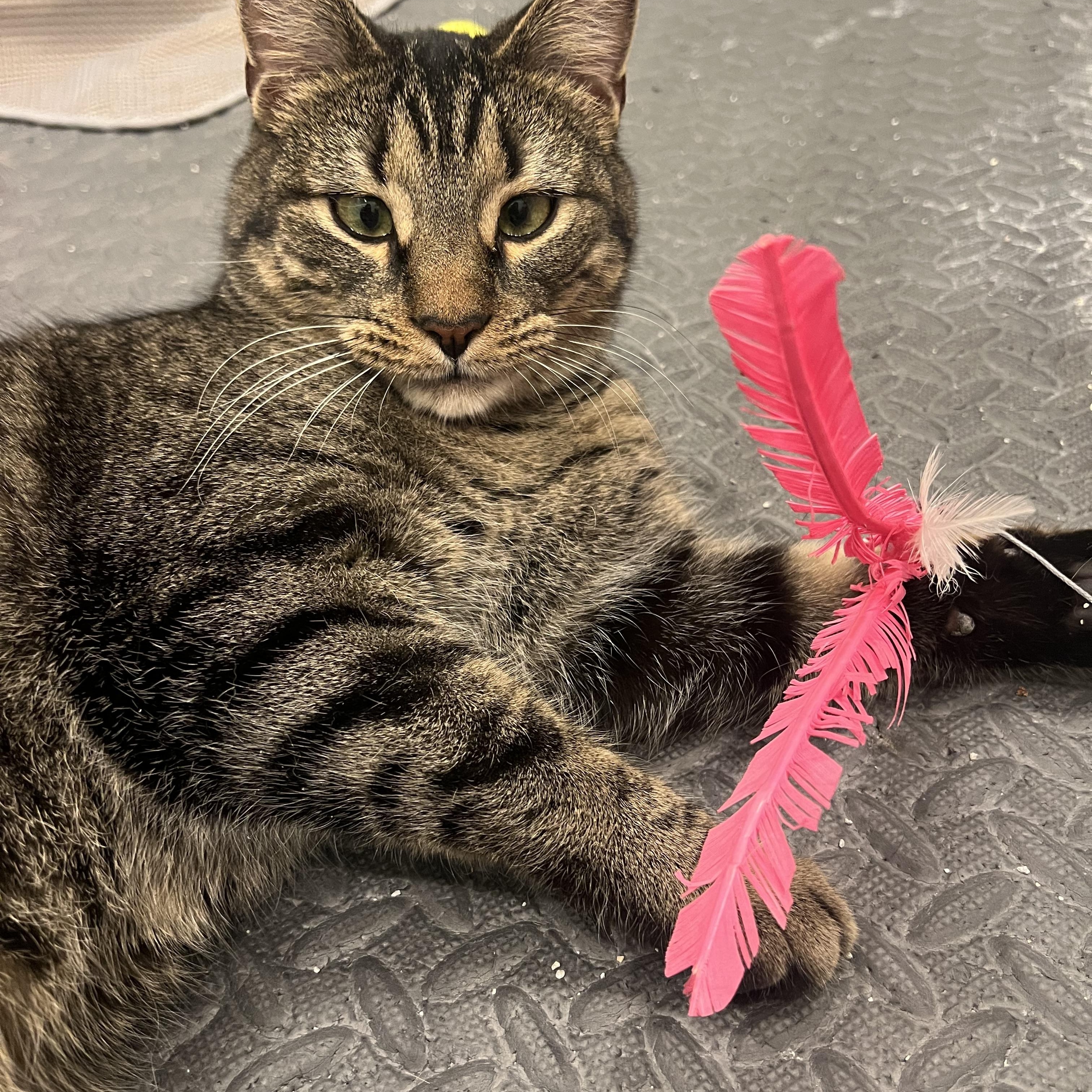 Enlarge Collywobble, a ADOPTABLE Domestic Short Hair in Cincinnati, OH image 1/5