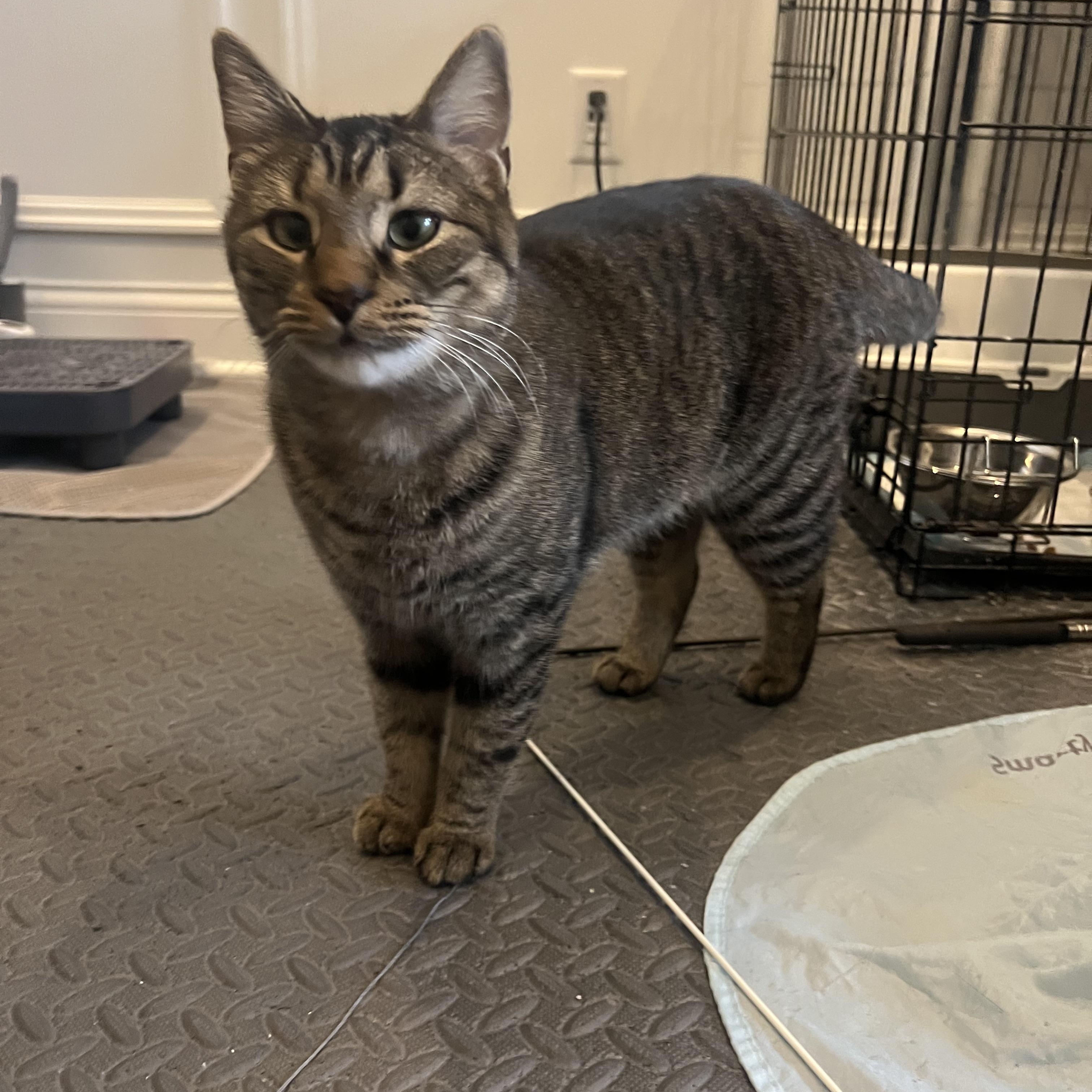 Enlarge Collywobble, a ADOPTABLE Domestic Short Hair in Cincinnati, OH image 4/5