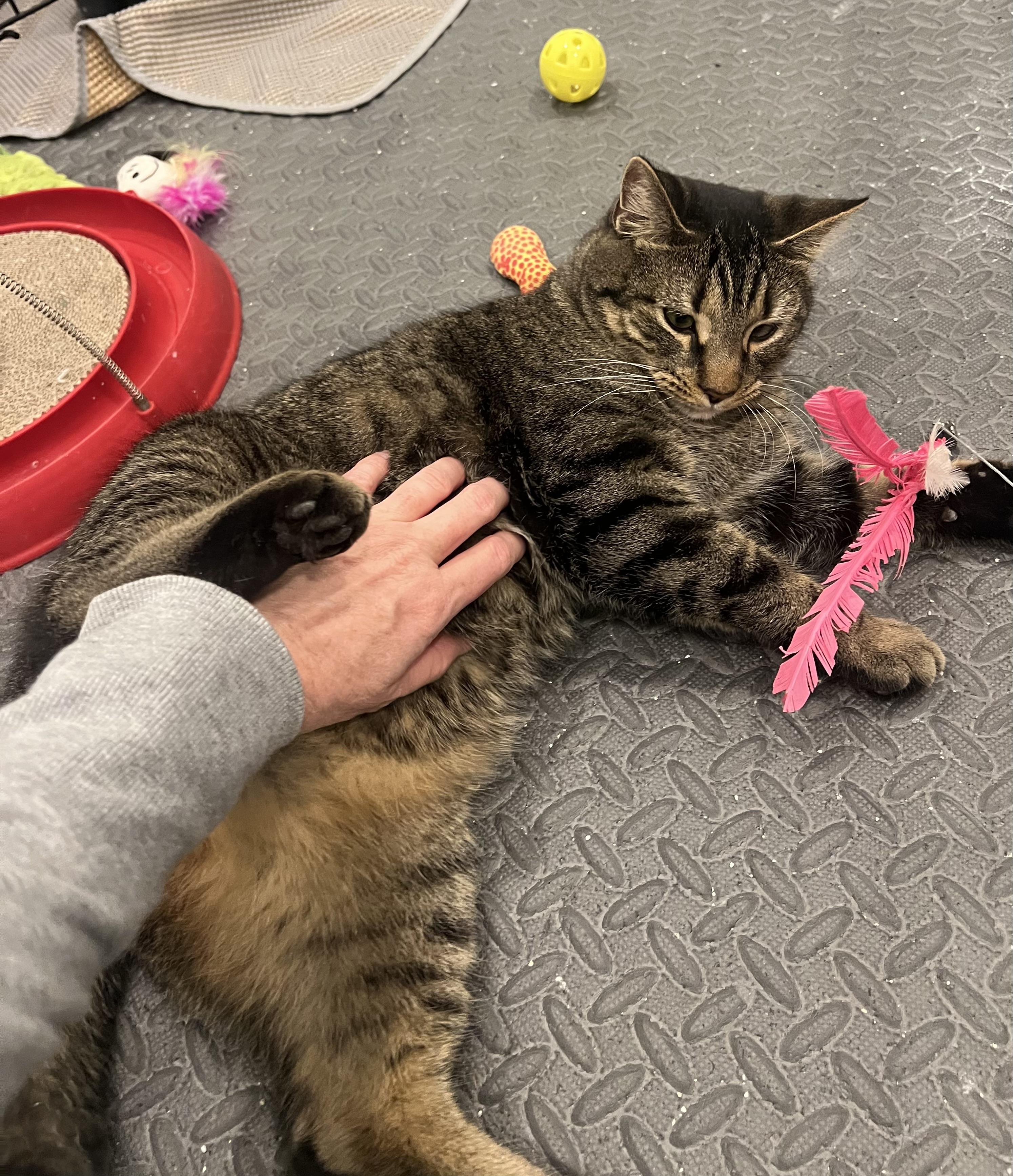 Enlarge Collywobble, a ADOPTABLE Domestic Short Hair in Cincinnati, OH image 3/5