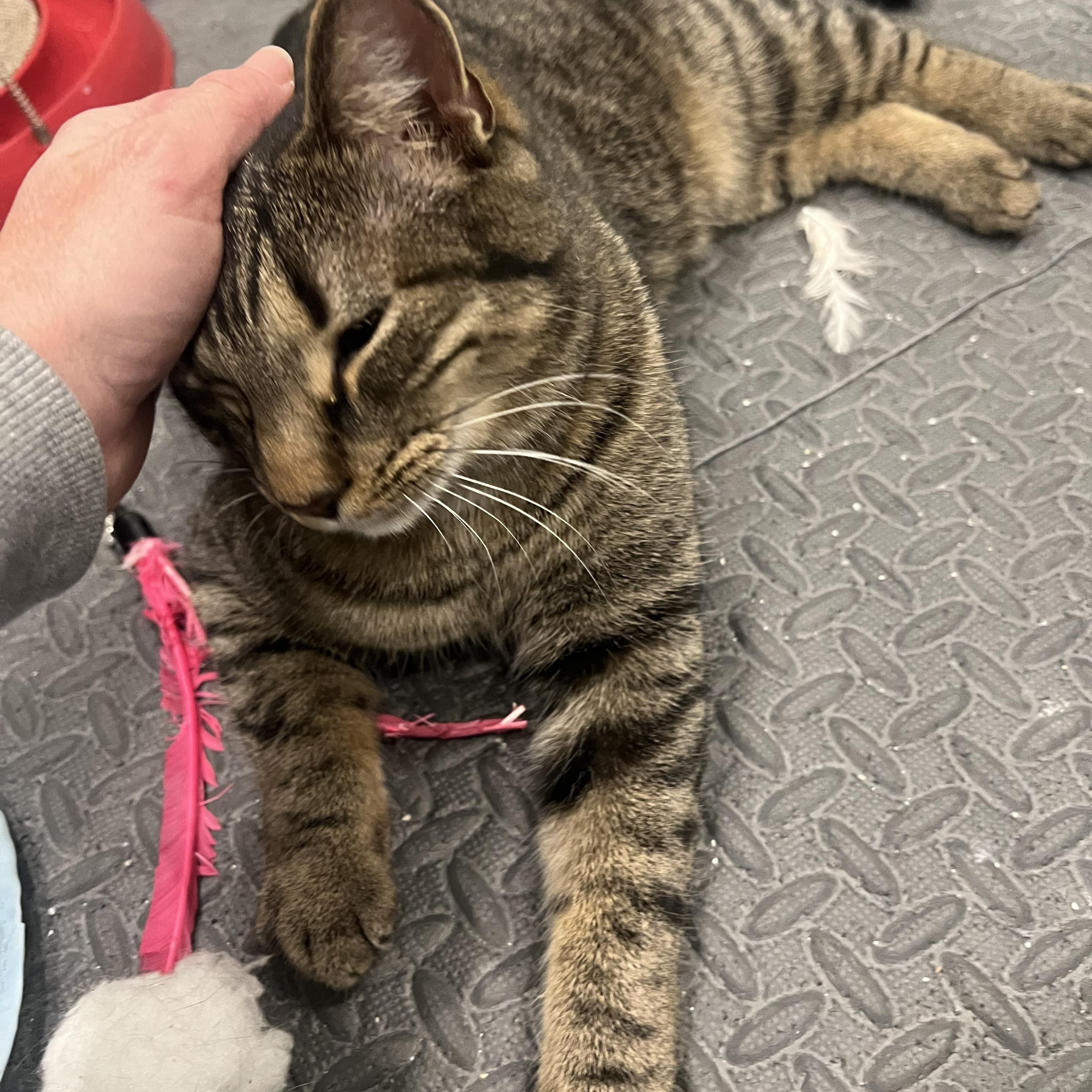 Enlarge Collywobble, a ADOPTABLE Domestic Short Hair in Cincinnati, OH image 2/5