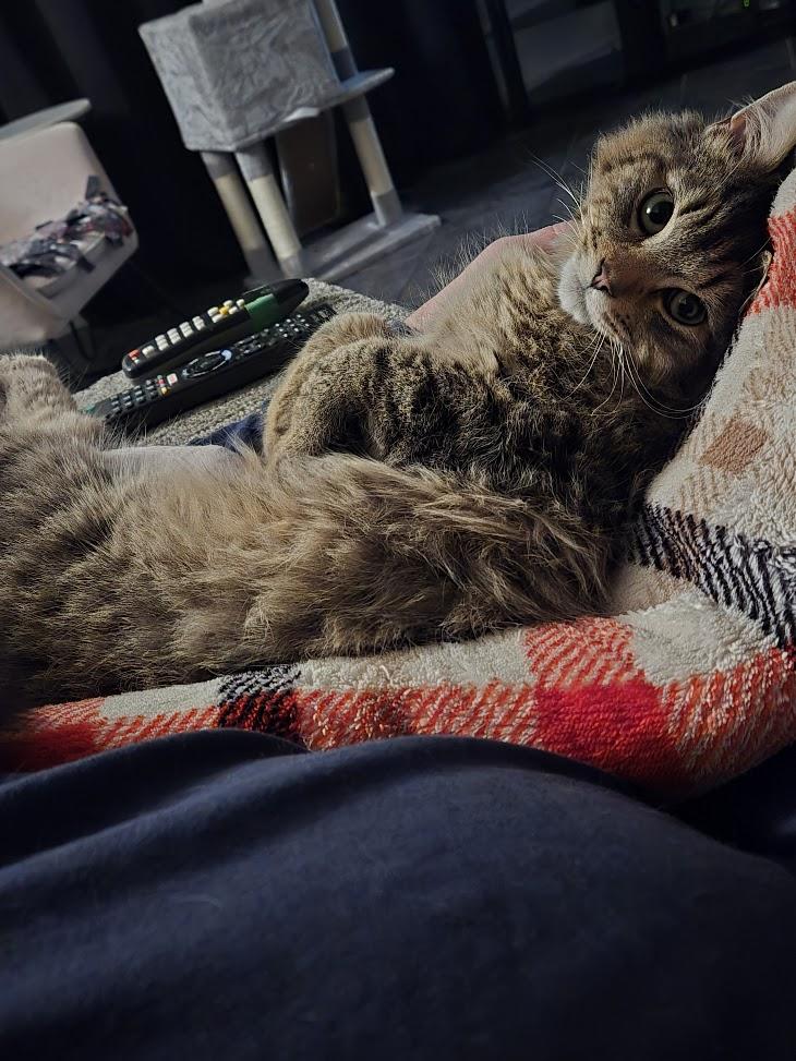 Enlarge Leo, a ADOPTABLE Tabby in Brantford, ON image 3/6