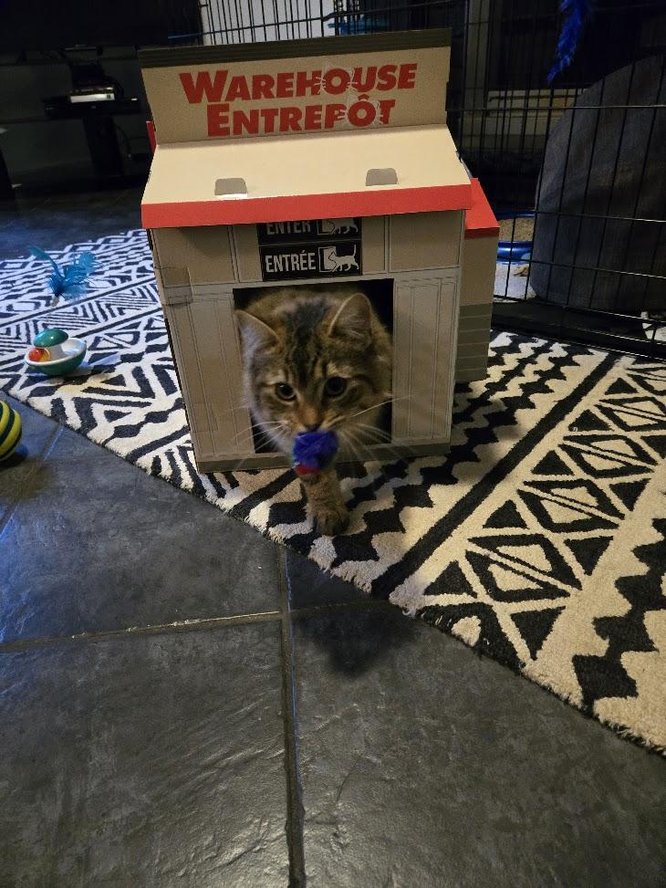 Enlarge Leo, a ADOPTABLE Tabby in Brantford, ON image 2/6