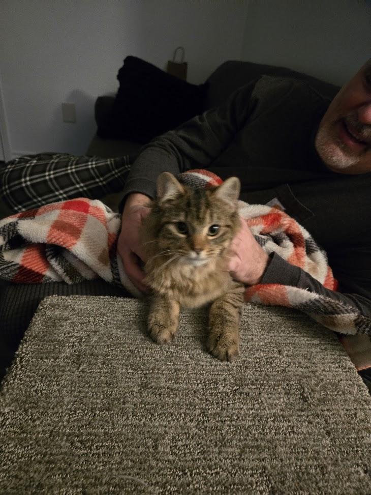 Enlarge Leo, a ADOPTABLE Tabby in Brantford, ON image 5/6